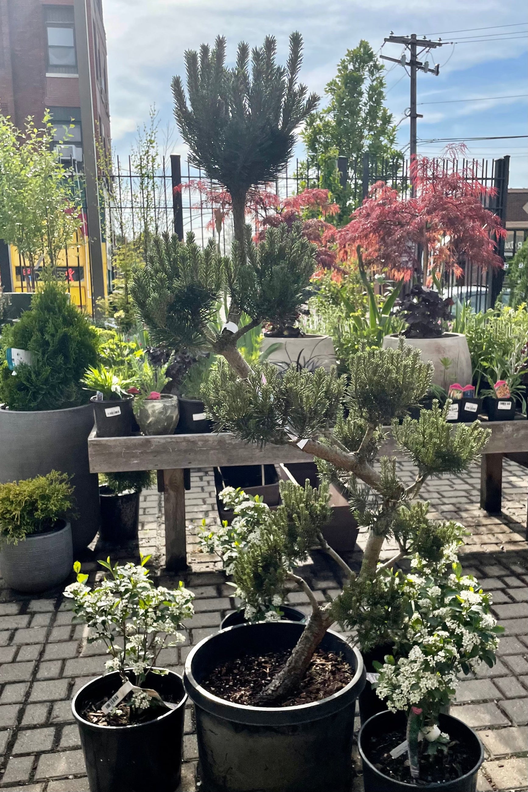 A 'French Blue' sculptured pine in a #10 pot in the Sprout-home yard sitting in front of a table of perennials.  ©Sprout Home 