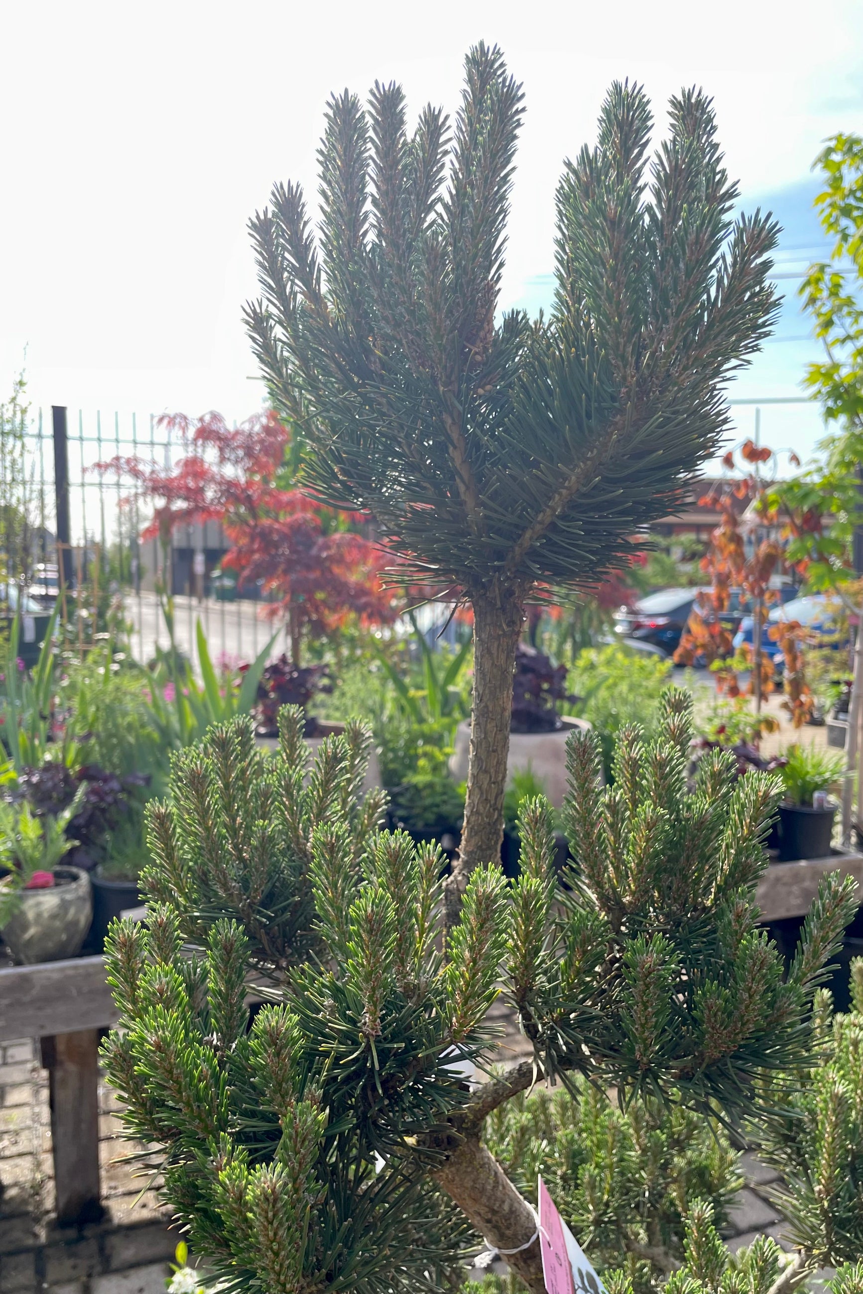 Up close picture of the blue green needles of the Pinus sylvestris 'French Blue' sculptured pine.  ©Sprout Home 