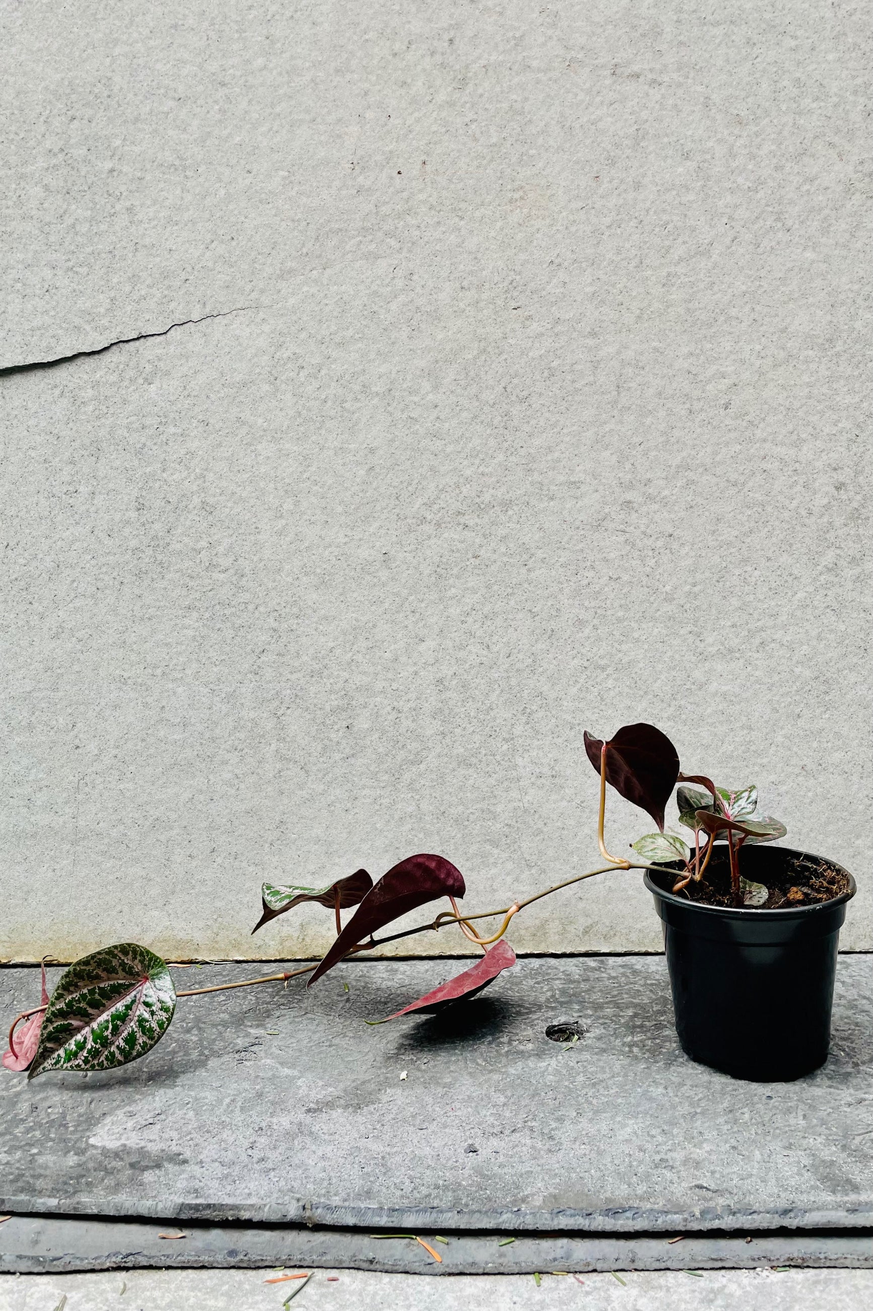 The Piper crocatum sits against a grey backdrop in a four inch growers pot.