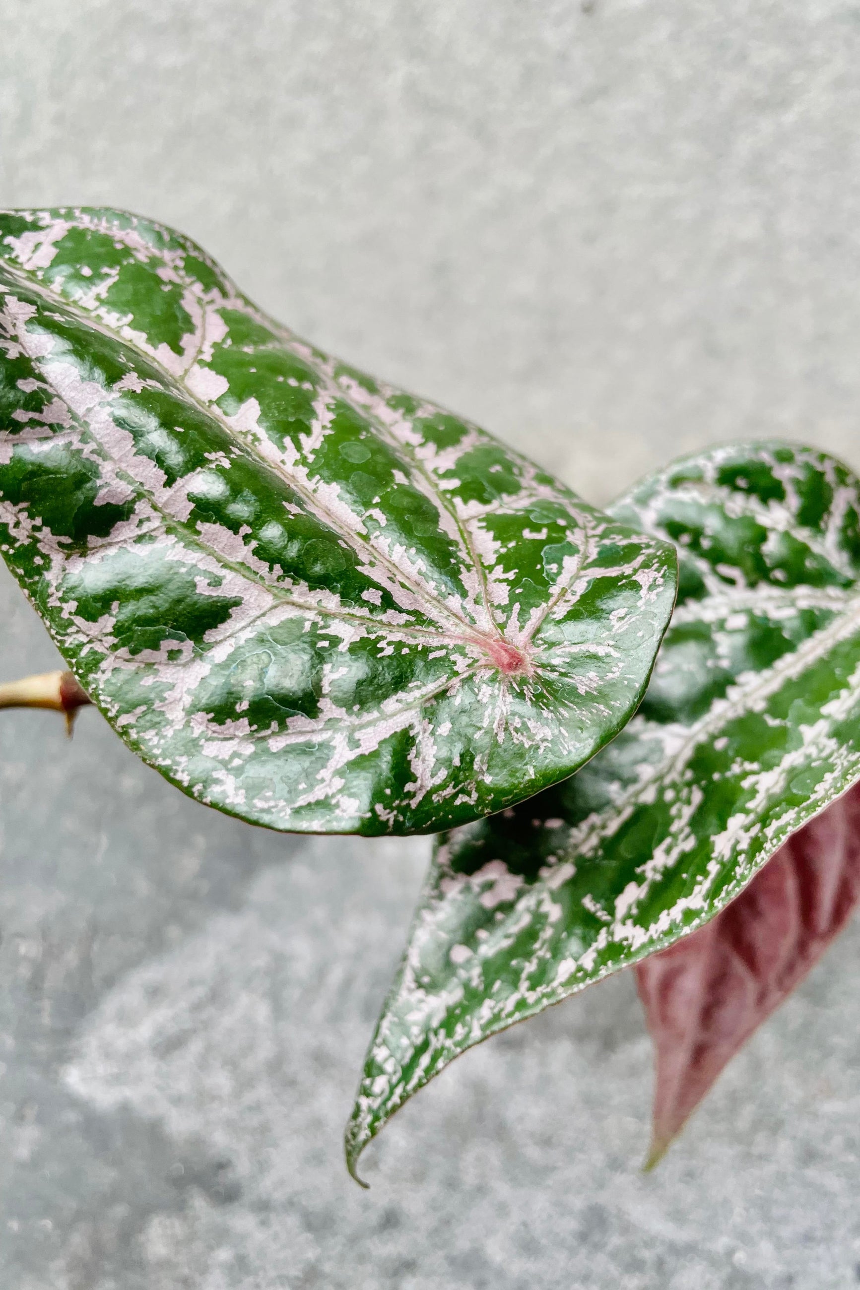 A detailed look at the foliage of the Piper crocatum 