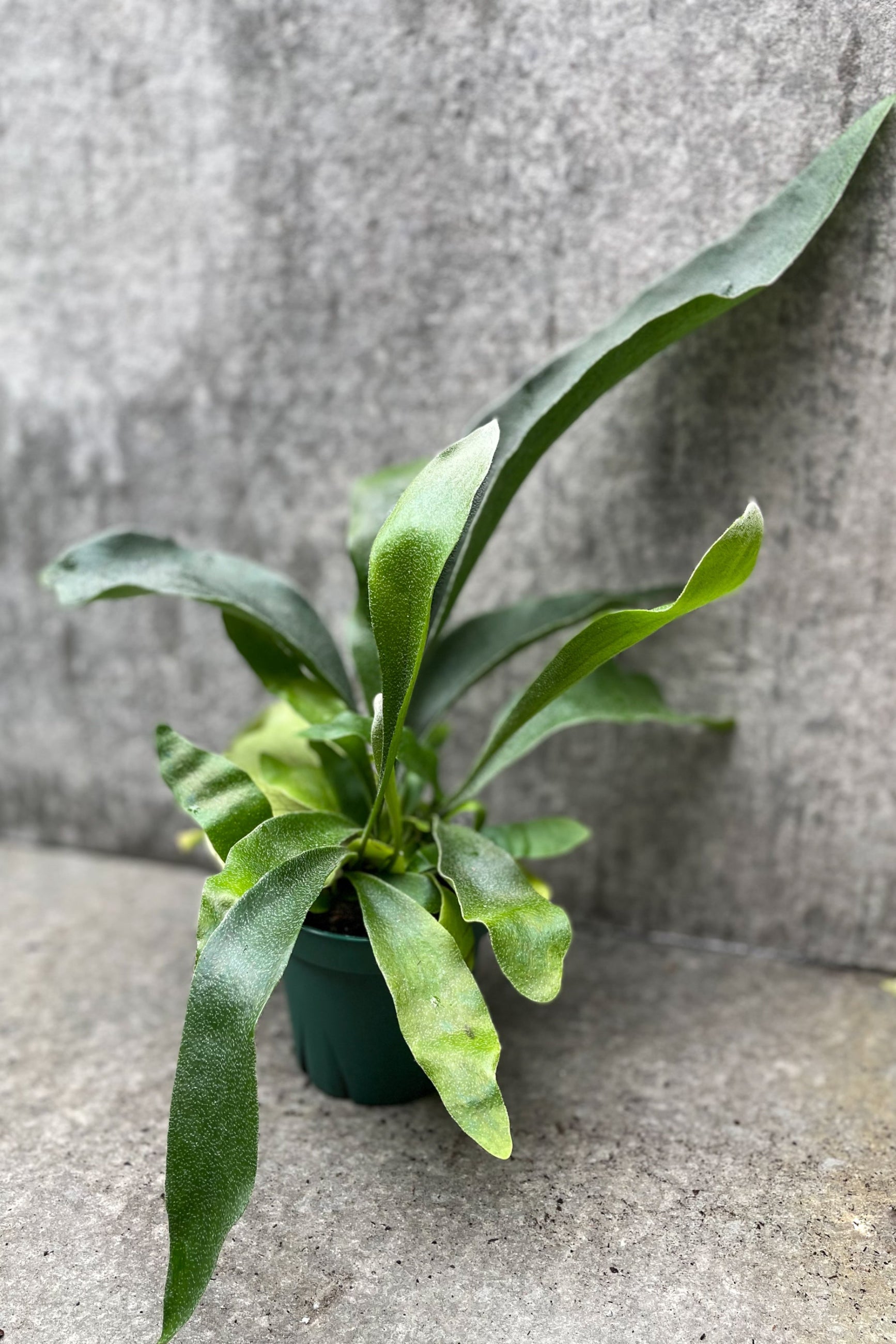 Platycerium bifurcatum in grow pot in front of grey background