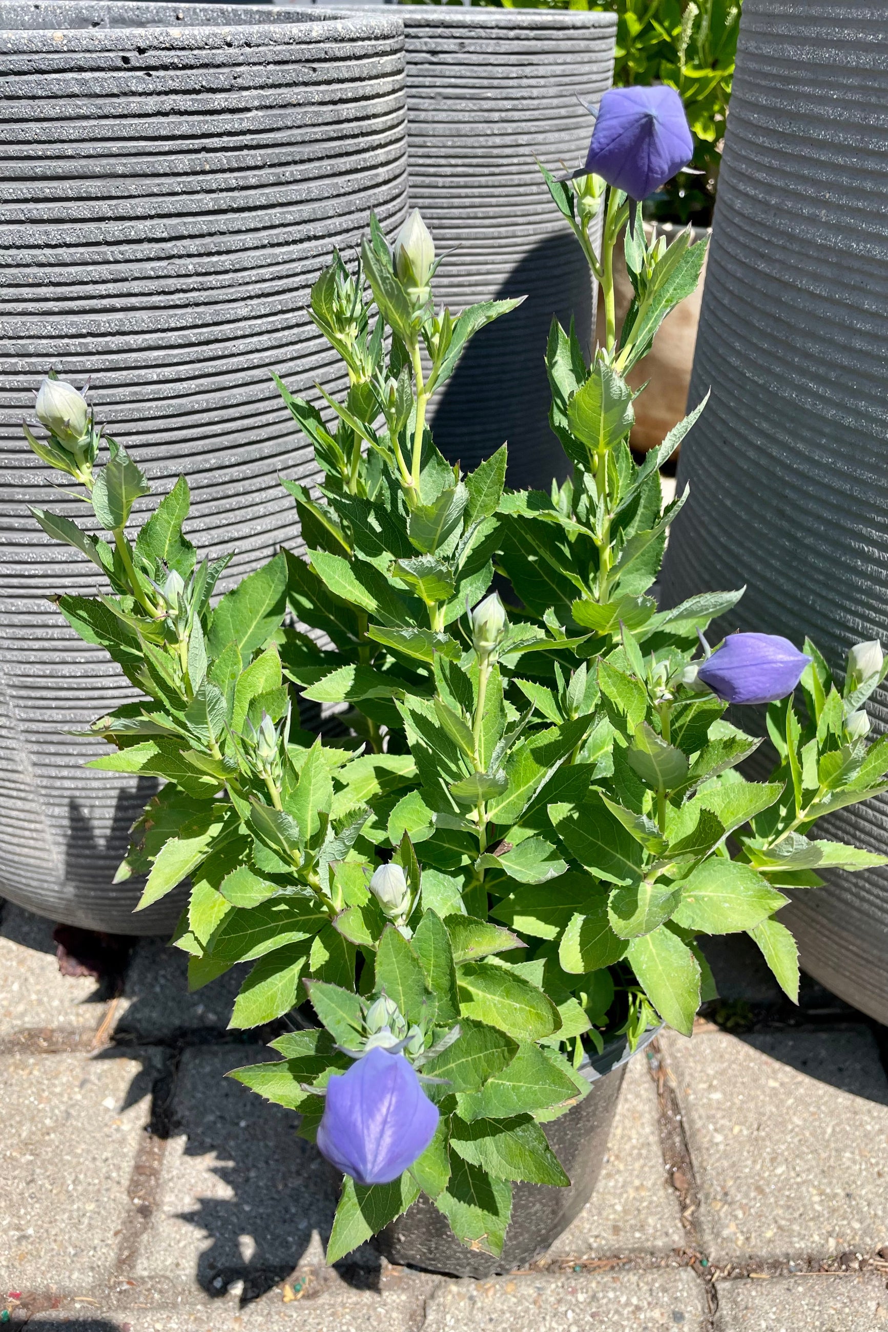 #1 size Platycodon 'Astra Blue' with purple closed balloon shaped flowers about to open with a grey background the end of June at Sprout-home.  ©Sprout Home