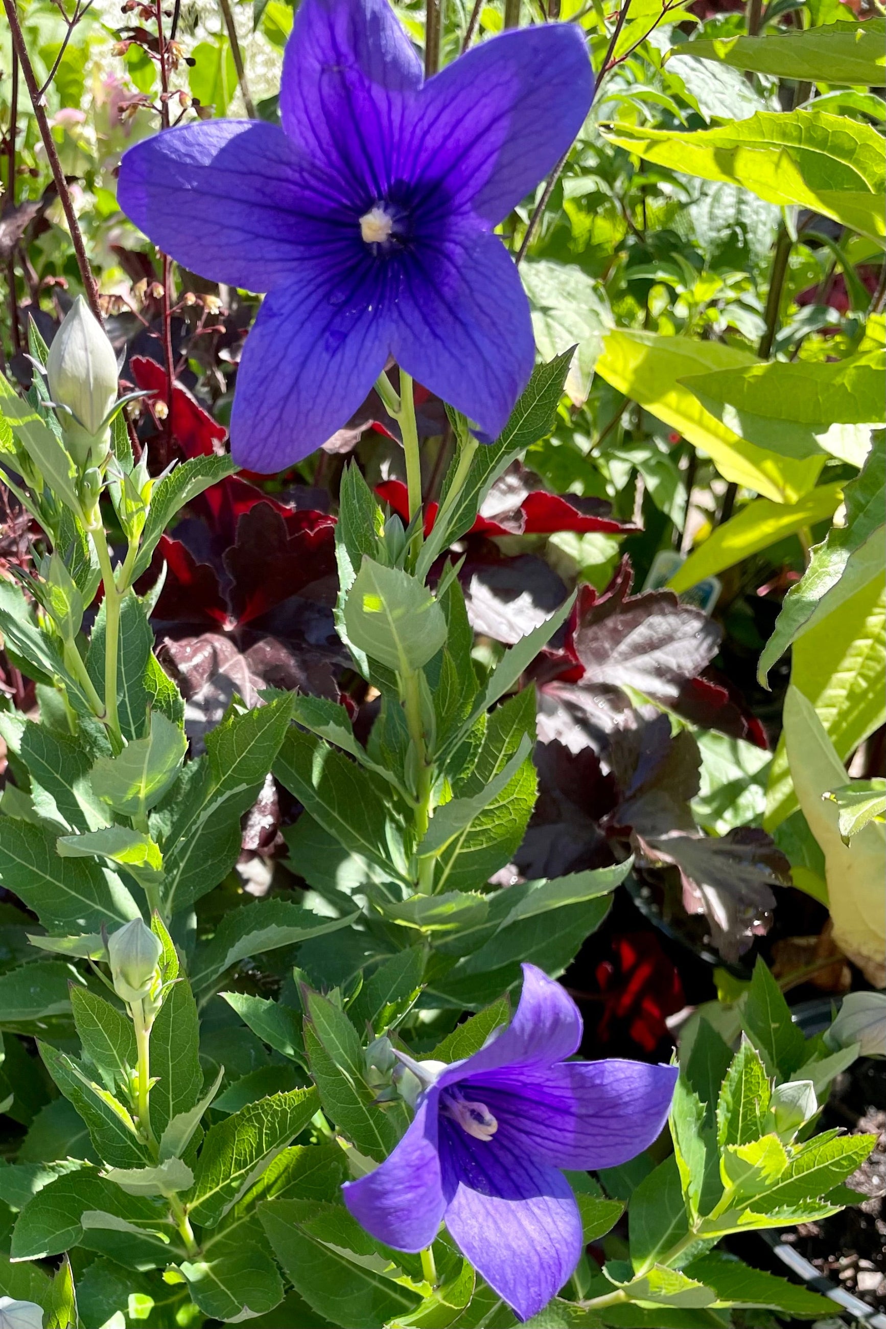 The open deep violet flowers of the Platycodon 'Astra Blue' perennial the end of June at Sprout-home. ©Sprout Home