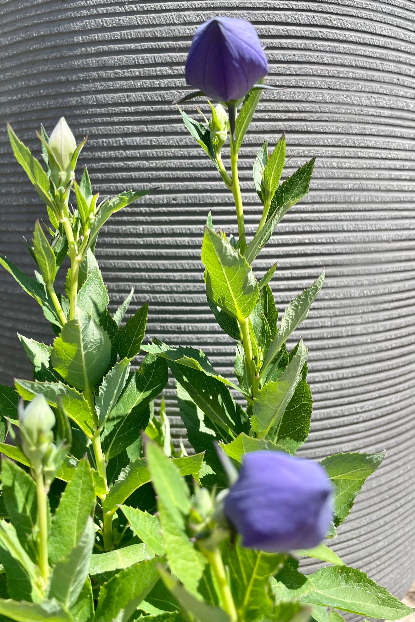 The balloon like closed flowers of Platycodon 'Astra Blue' about to open to a purple show the end of June with a grey background at Sprout-home.©Sprout Home