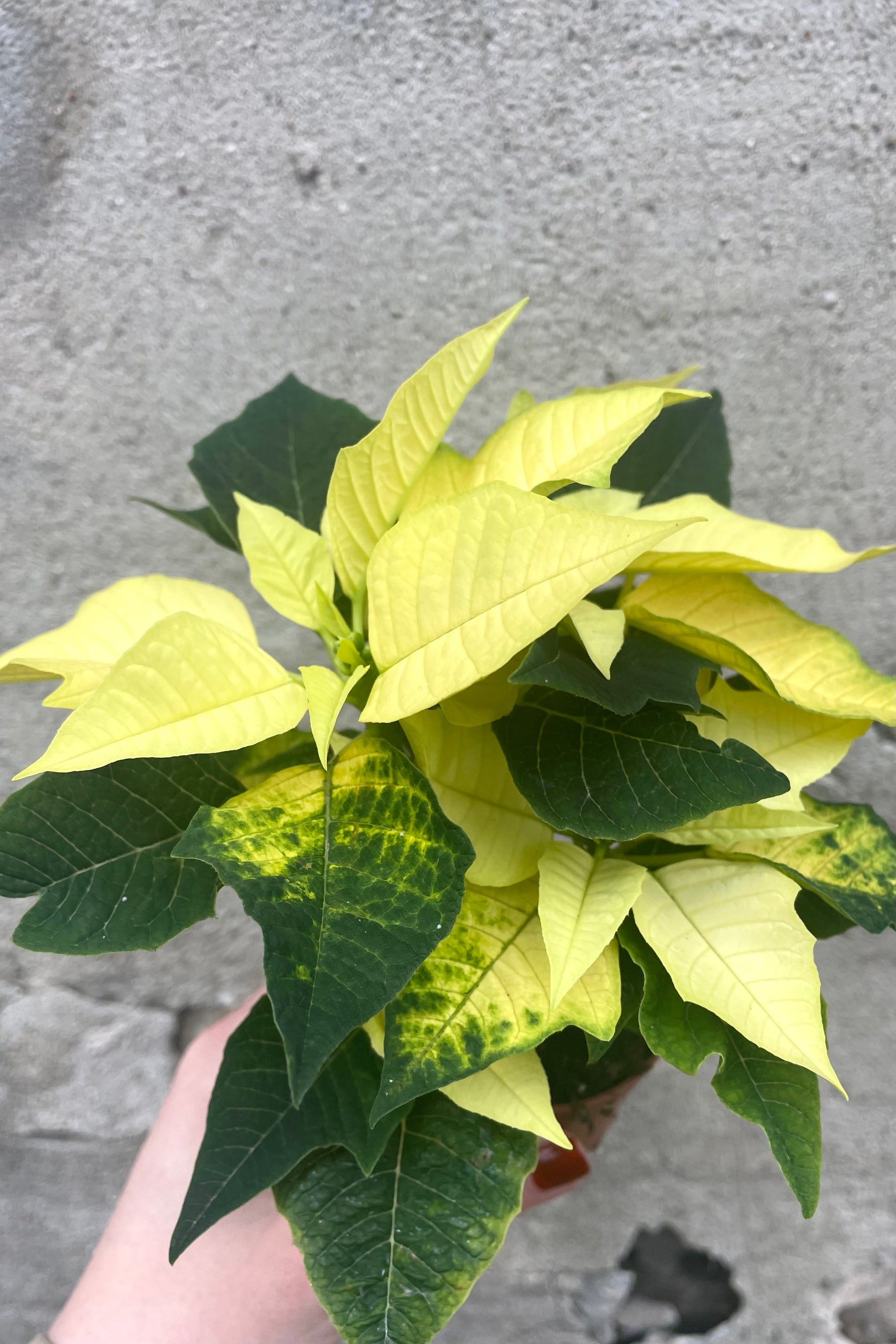 A hand holds one color variation of Poinsettia 2.5" against a concrete backdrop