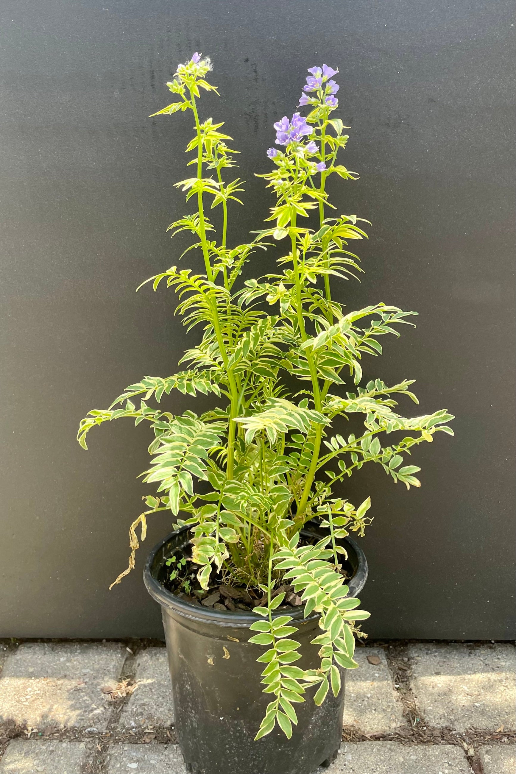 #1 size pot of Polemonium 'Brise D'Anjou' in bloom showing the purple flowers on top of variegated foliage against a black backdrop the end of May beginning of June at Sprout-home.  ©Sprout Home