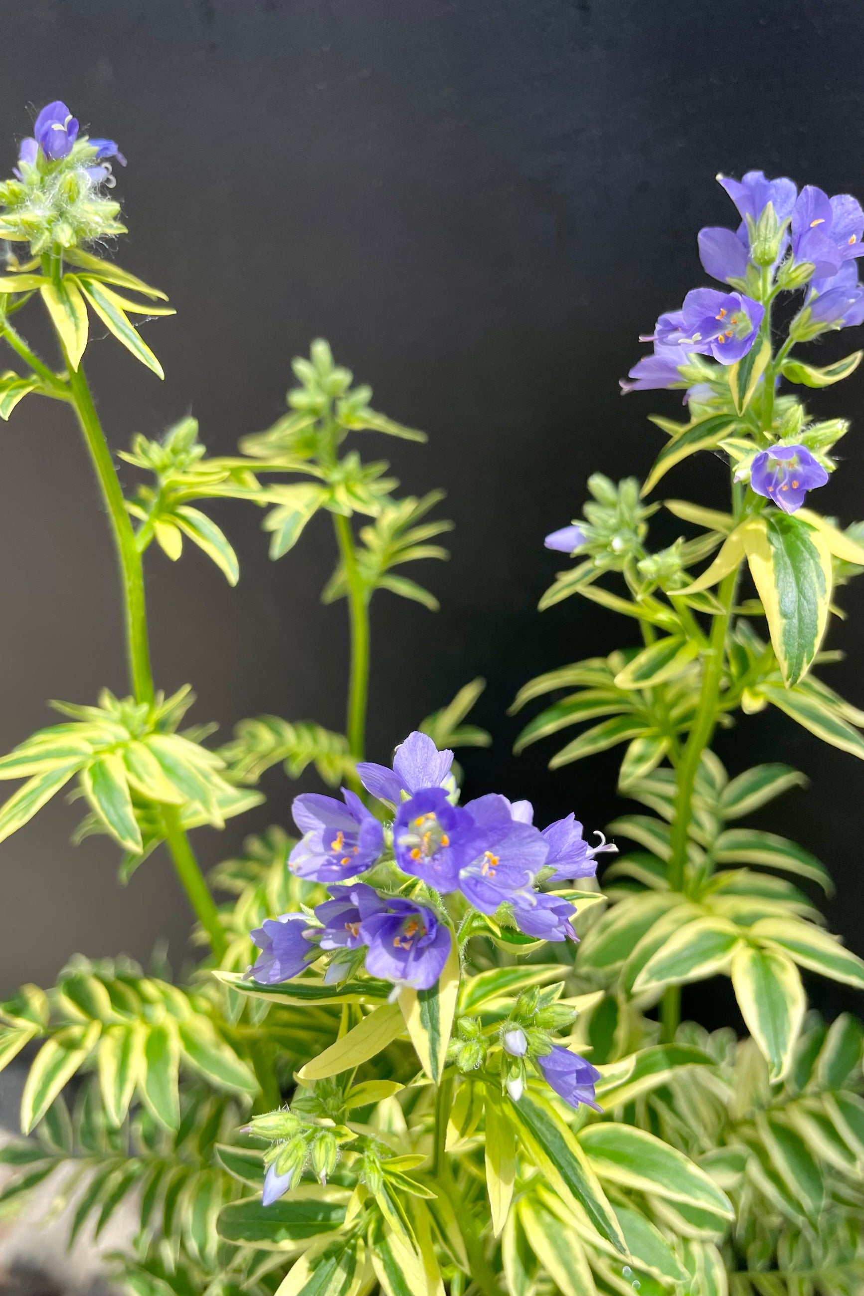 Polemonium 'Brise D'Anjou' in full bloom the end of May / beginning of June showing the purple flowers and variegated leaves against a black backdrop at Sprout-home.  ©Sprout Home