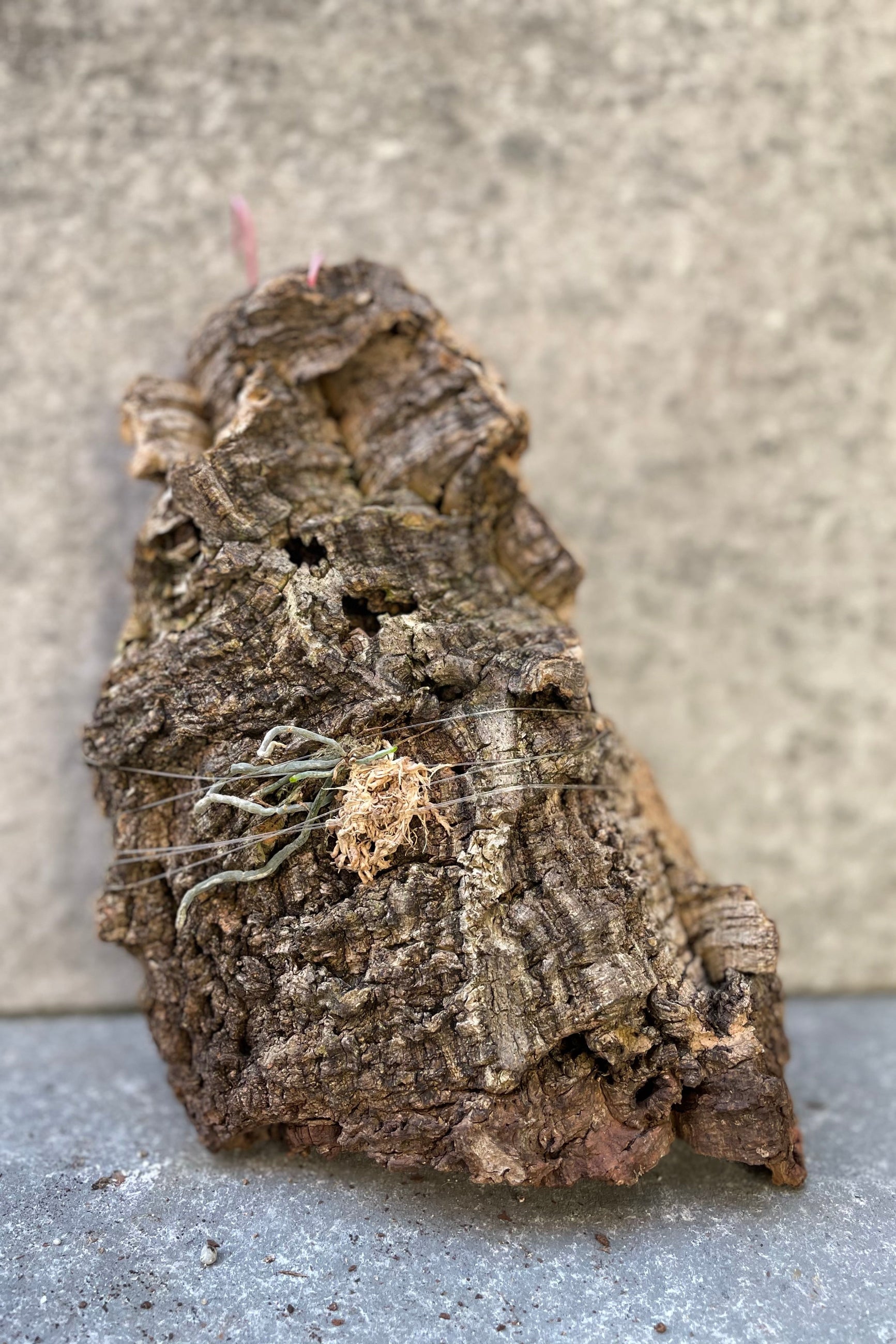 Polyrrhiza (sallei x lidenetii), leafless orchid, mounted on cork.