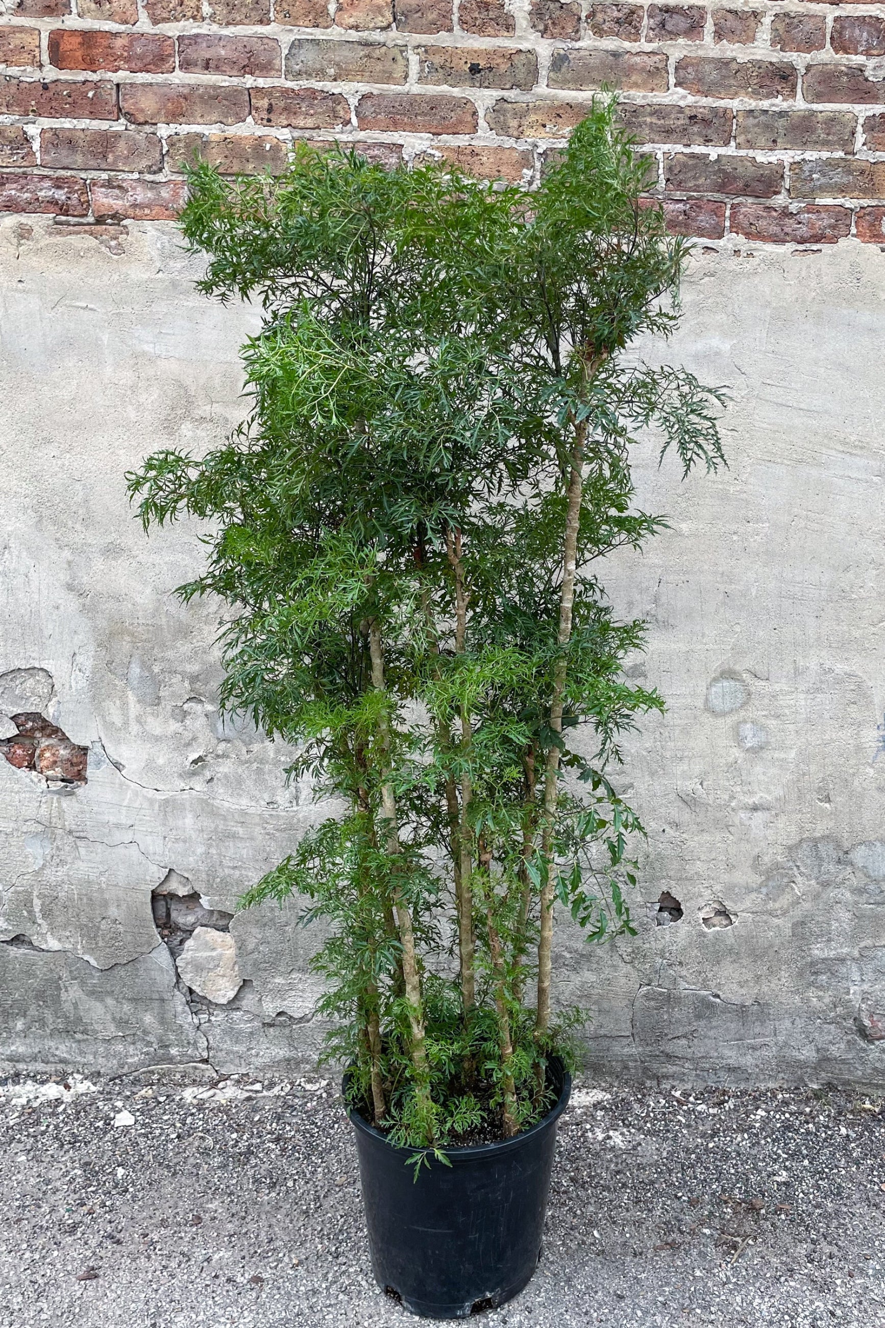 Polyscias fruticosa 'Ming Aralia' in grow pot in front of concrete background