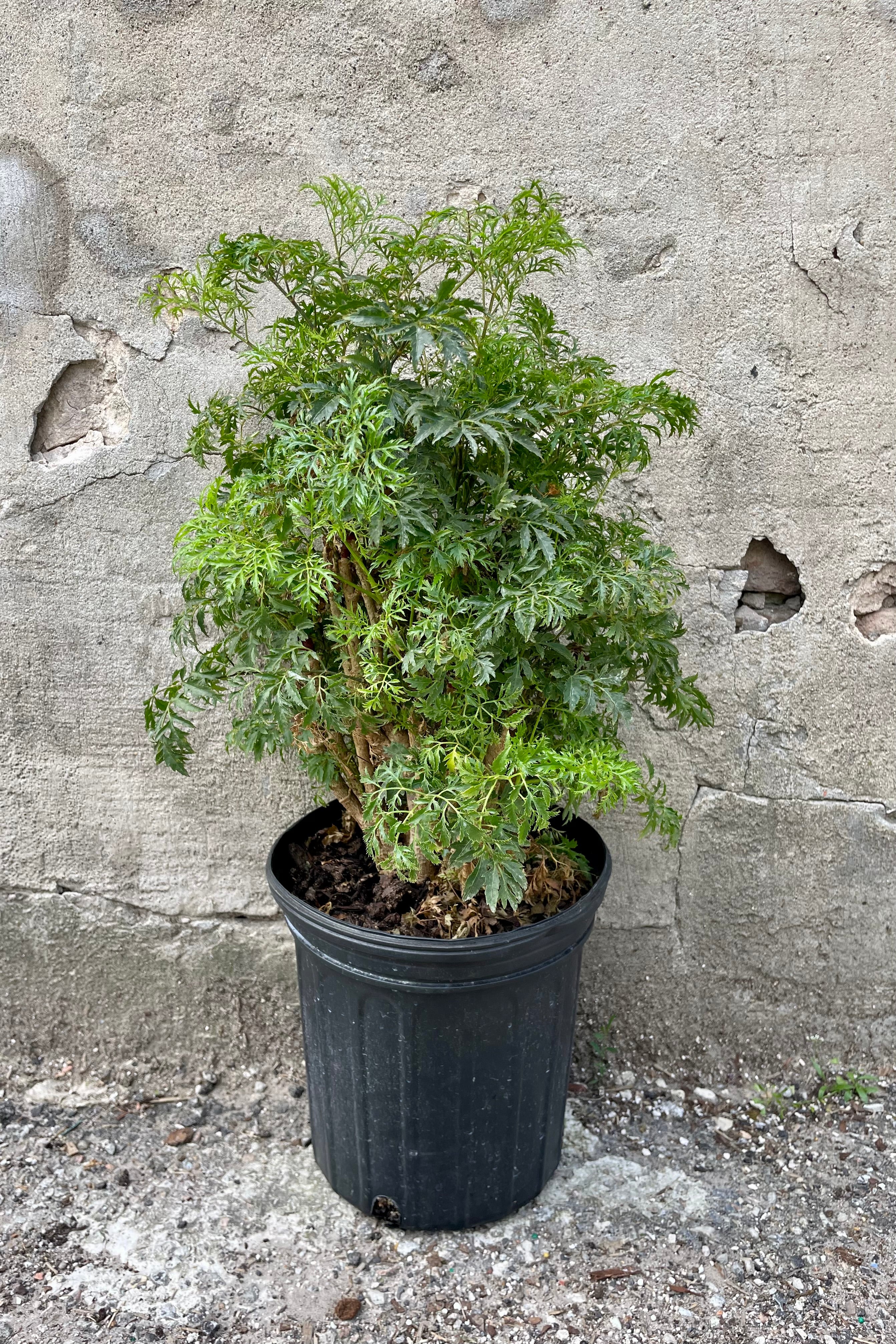 The Polyscias fruticosa "Ming Aralia" 8" sits against a grey backdrop.