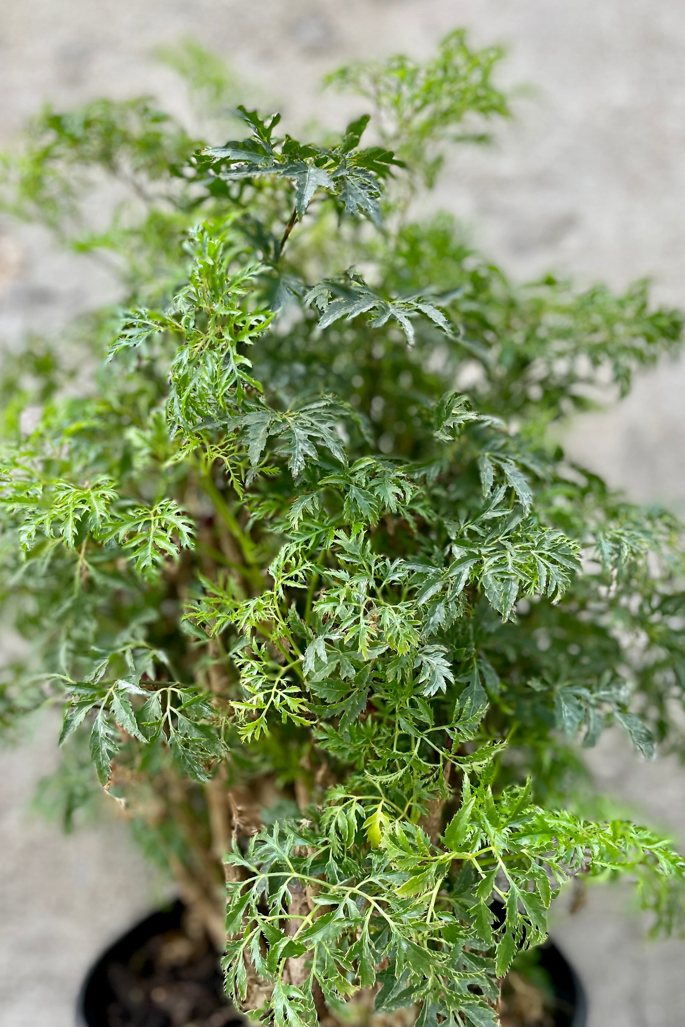 A detailed look at the Polyscias fruticosa "Ming Aralia" 8".