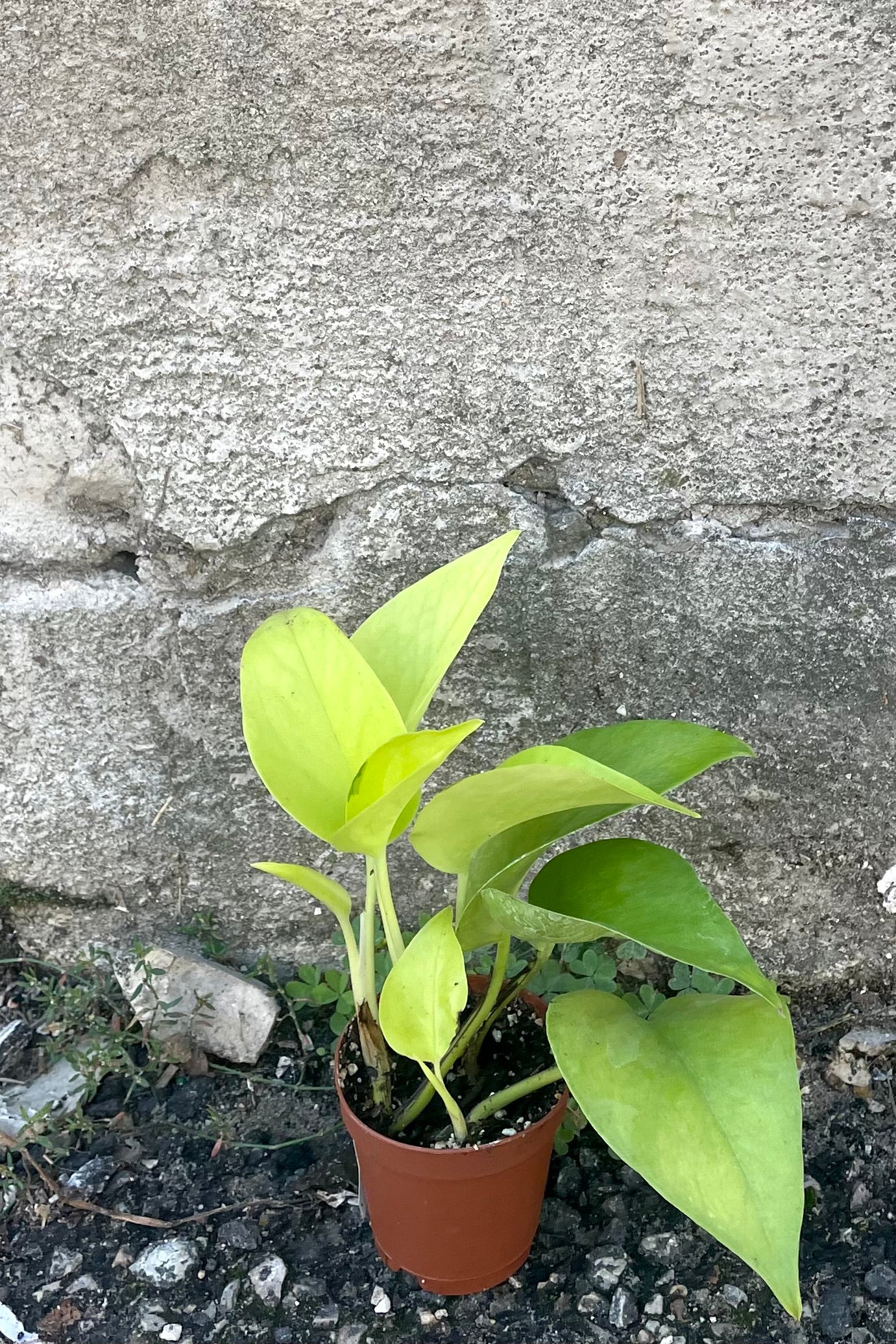 A frontal view of the 2" Pothos Epipremnum in a grow pot against a concrete backdrop