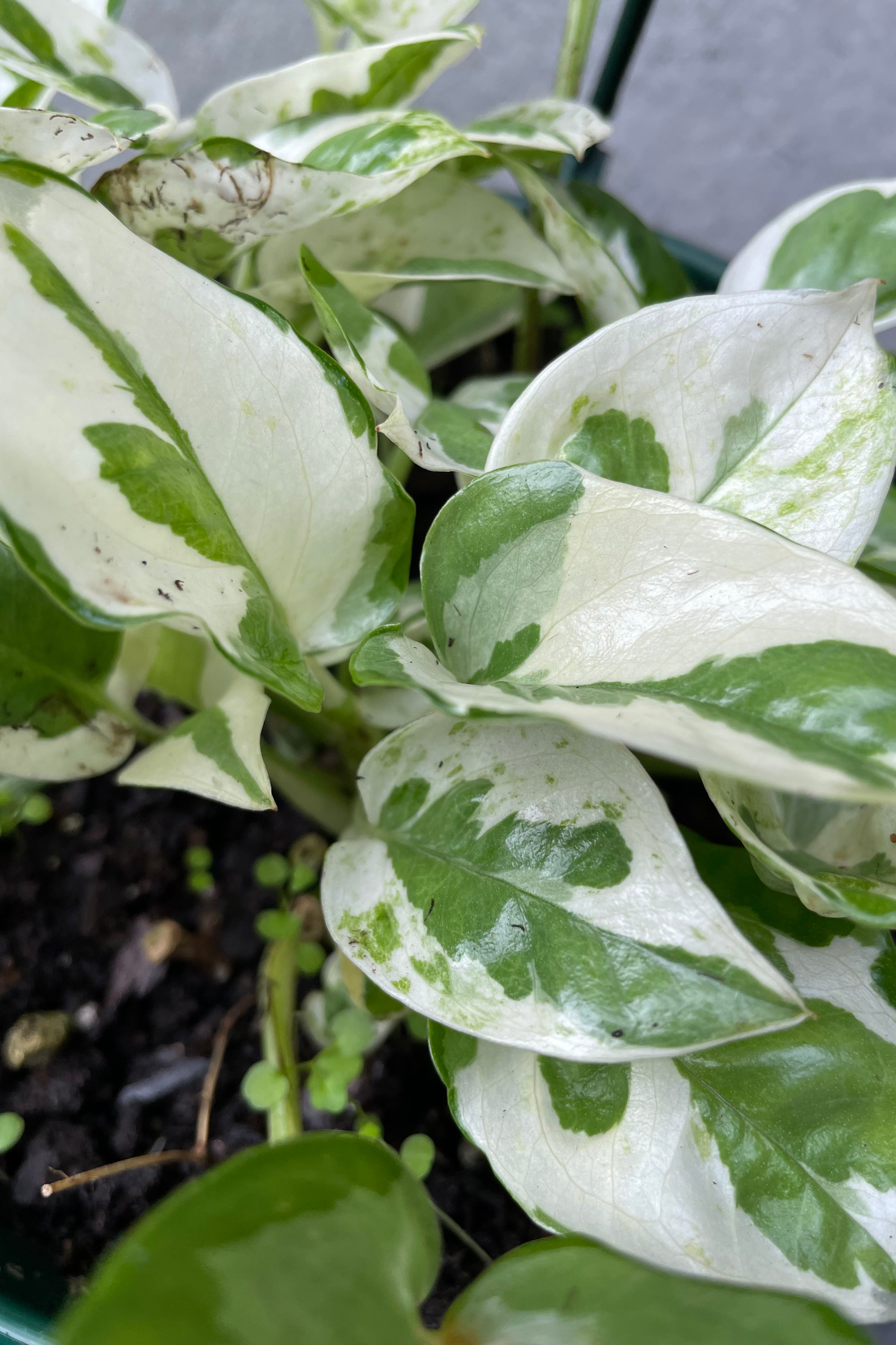 Close up of variegated Epipremnum aureum 'N Joy' leaves