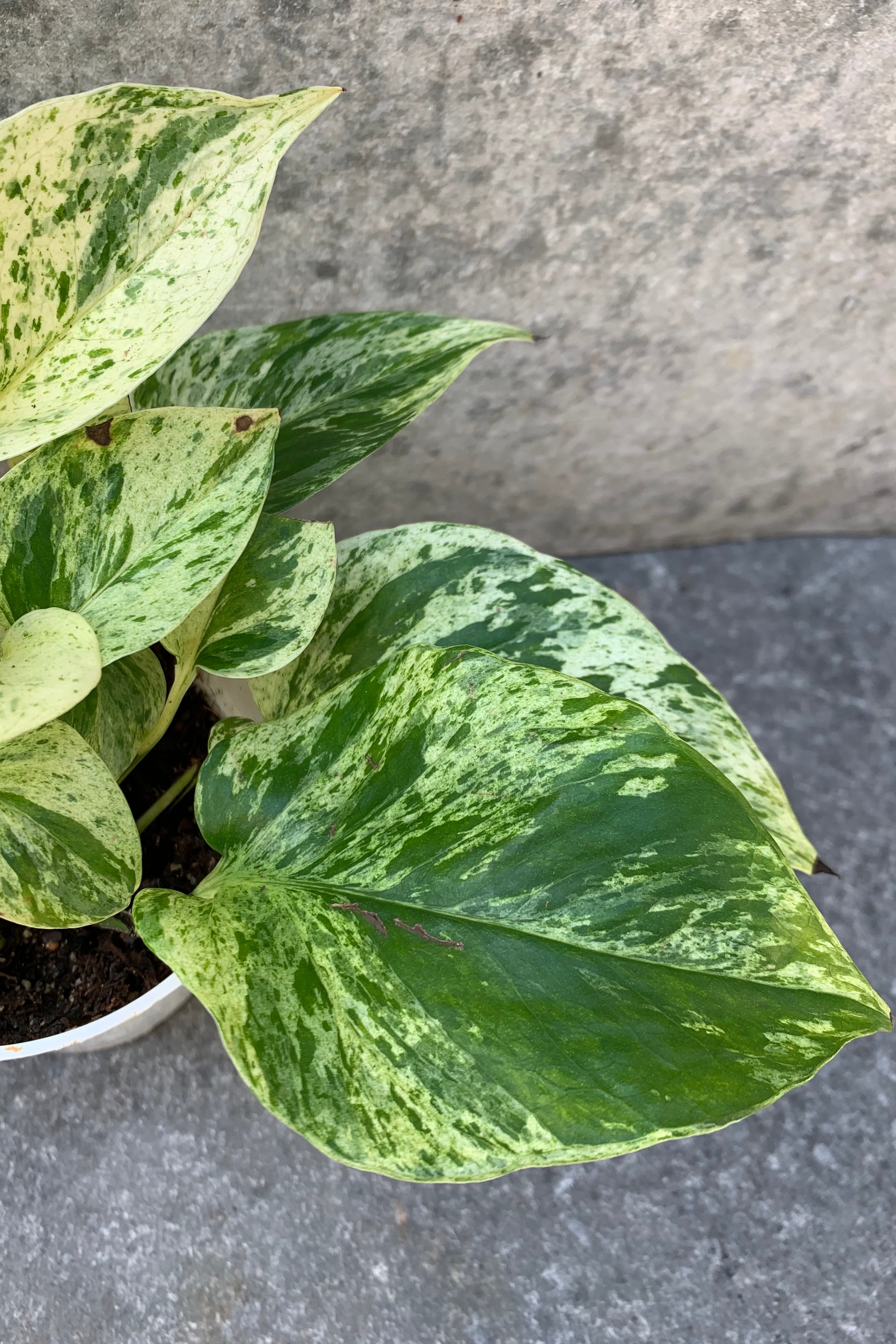 close up of marbled pothos leaf