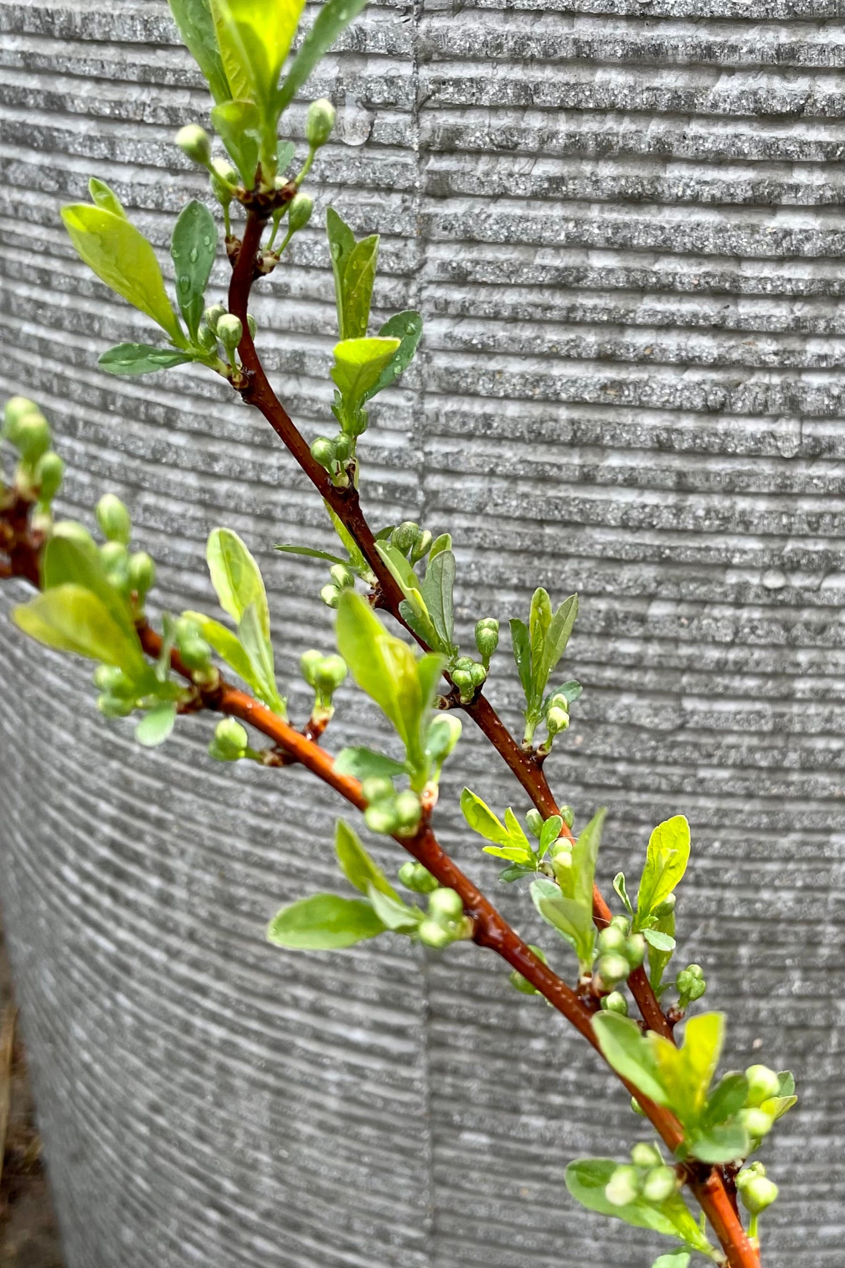 Prunus 'Jade Parade' showing signs of bud and leaves the beginning of spring at Sprout-home.    ©Sprout Home