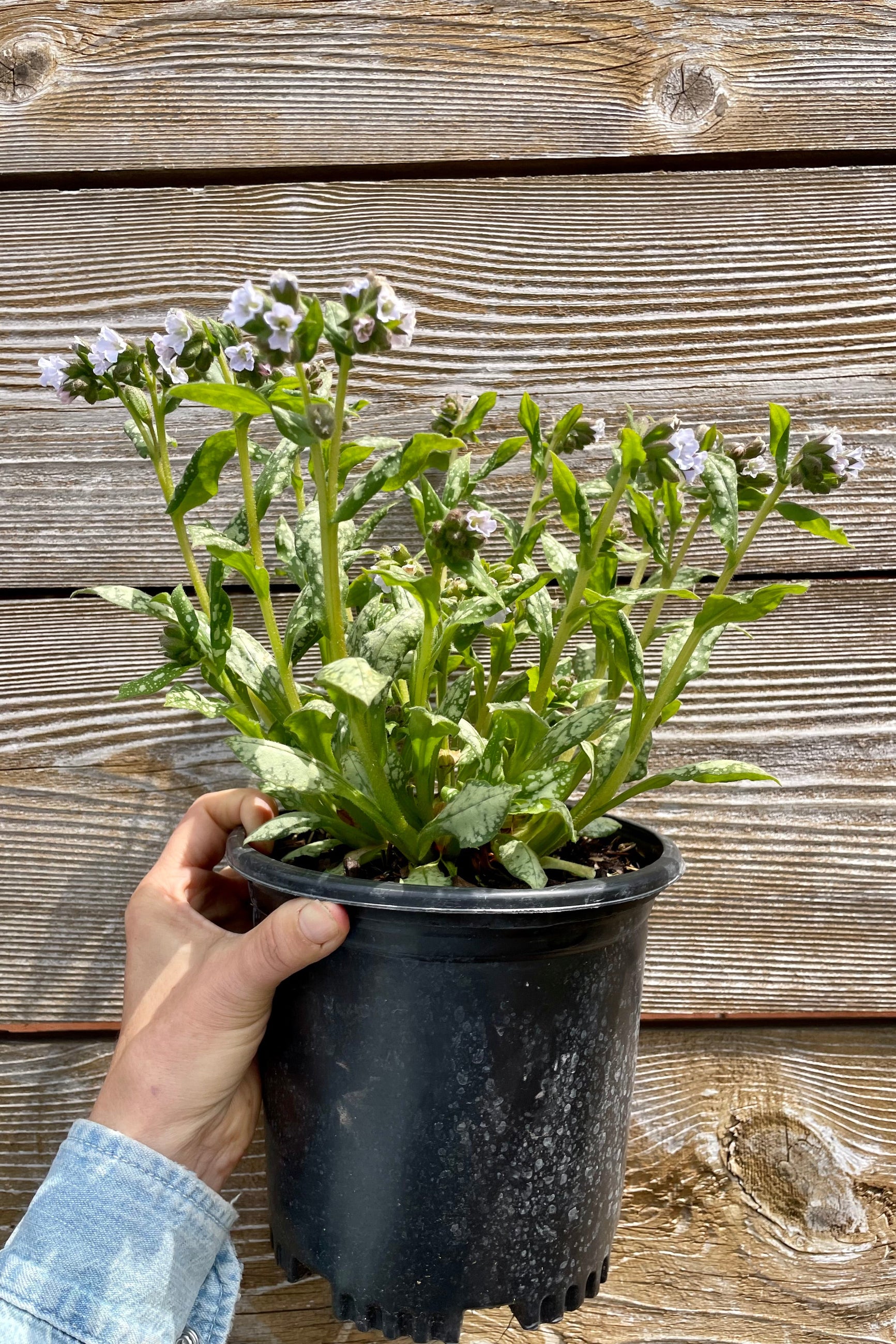 Pulmonary 'Moonshine' in bloom at the end of April showing the light blue white flowers and spotted foliage in a #1 growers pot  against a wood fence in the Sprout-home yard. ©Sprout Home