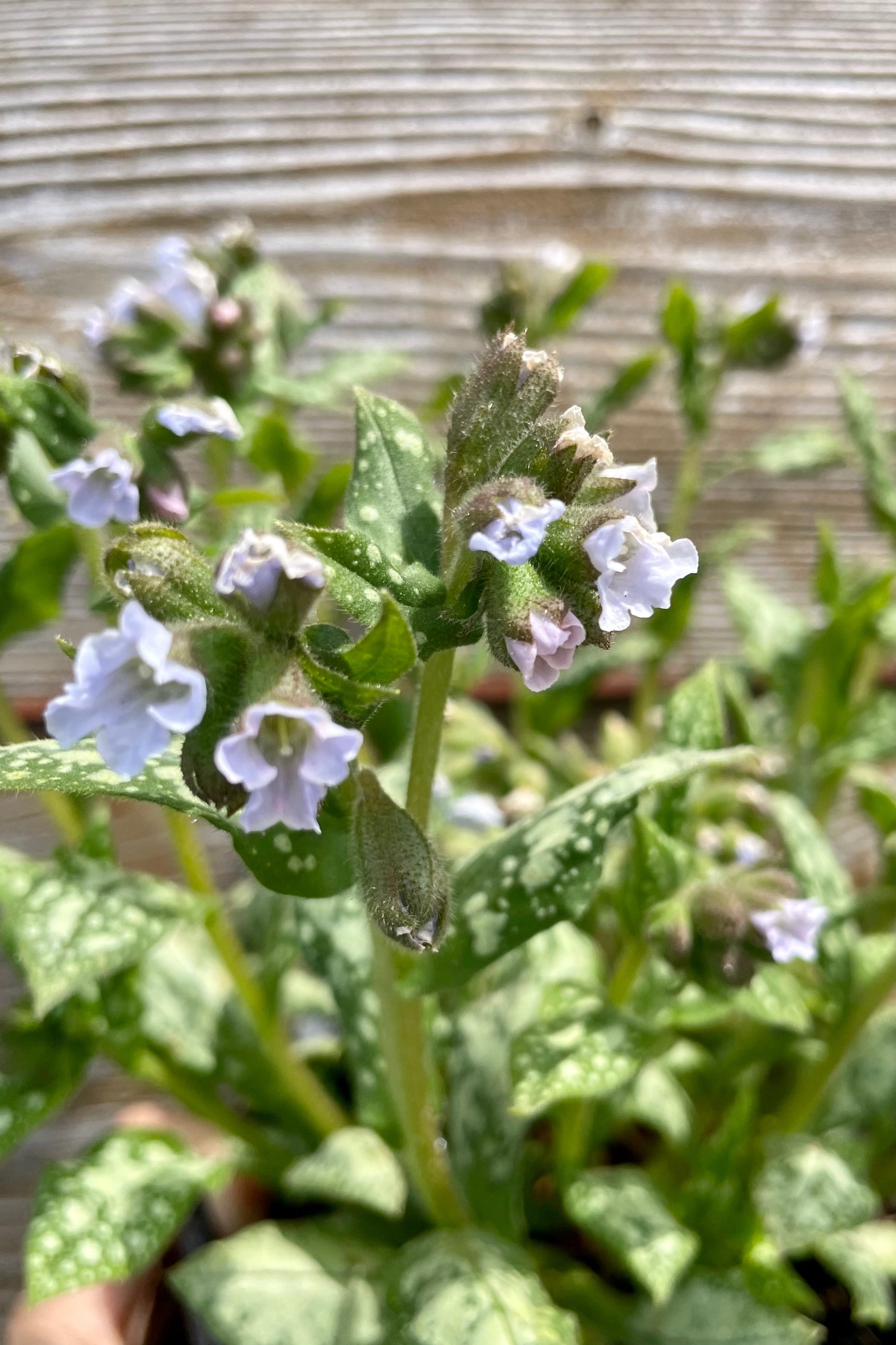 Pulmonary 'Moonshine' in bloom at the end of April showing the light blue white flowers and spotted foliage  against a wood fence in the Sprout-home yard.  ©Sprout Home
