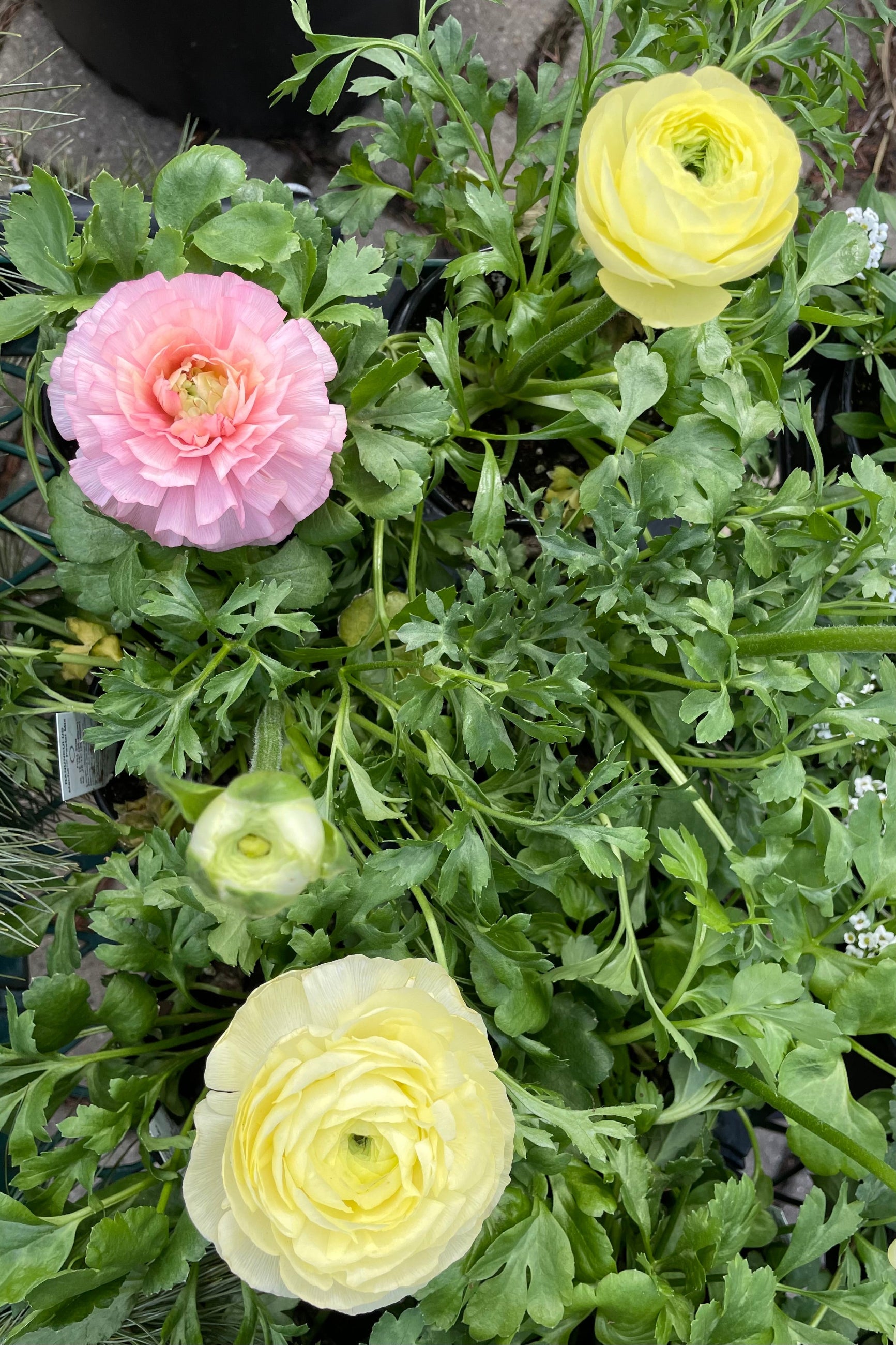 various colored blooms of ranunculus on top of its light green foliage.  ©Sprout Home