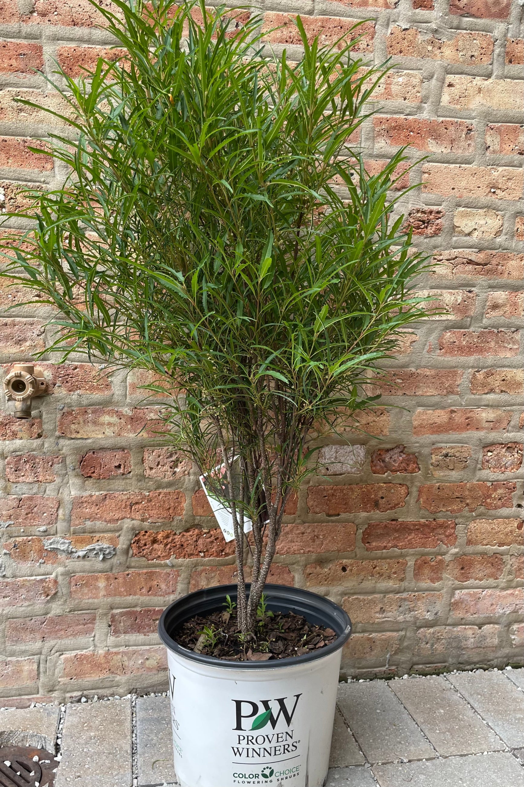 #3 container size of the Rhamnus 'Fine Lines' shrub against a brick wall showing the feathery leaves in mid June.   ©Sprout Home