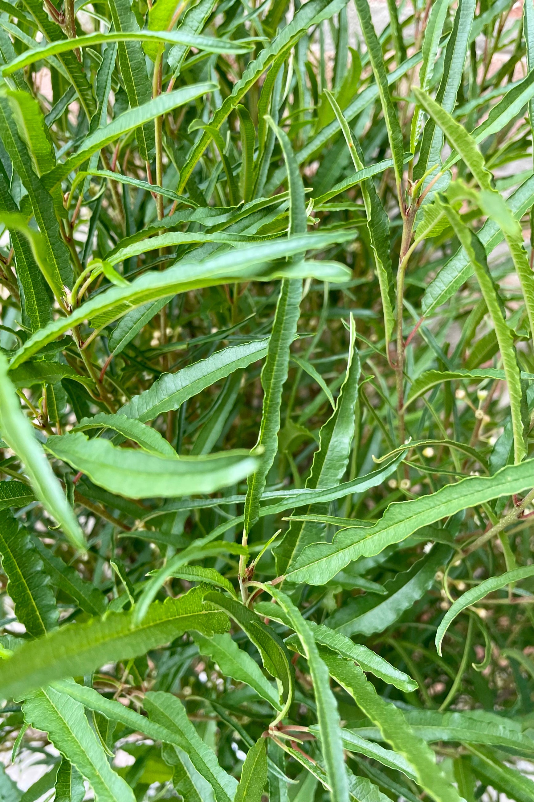The Rhamnus 'Fine Lines' long green slightly serrated feather like leaves in mid June close up at Sprout-home. ©Sprout Home