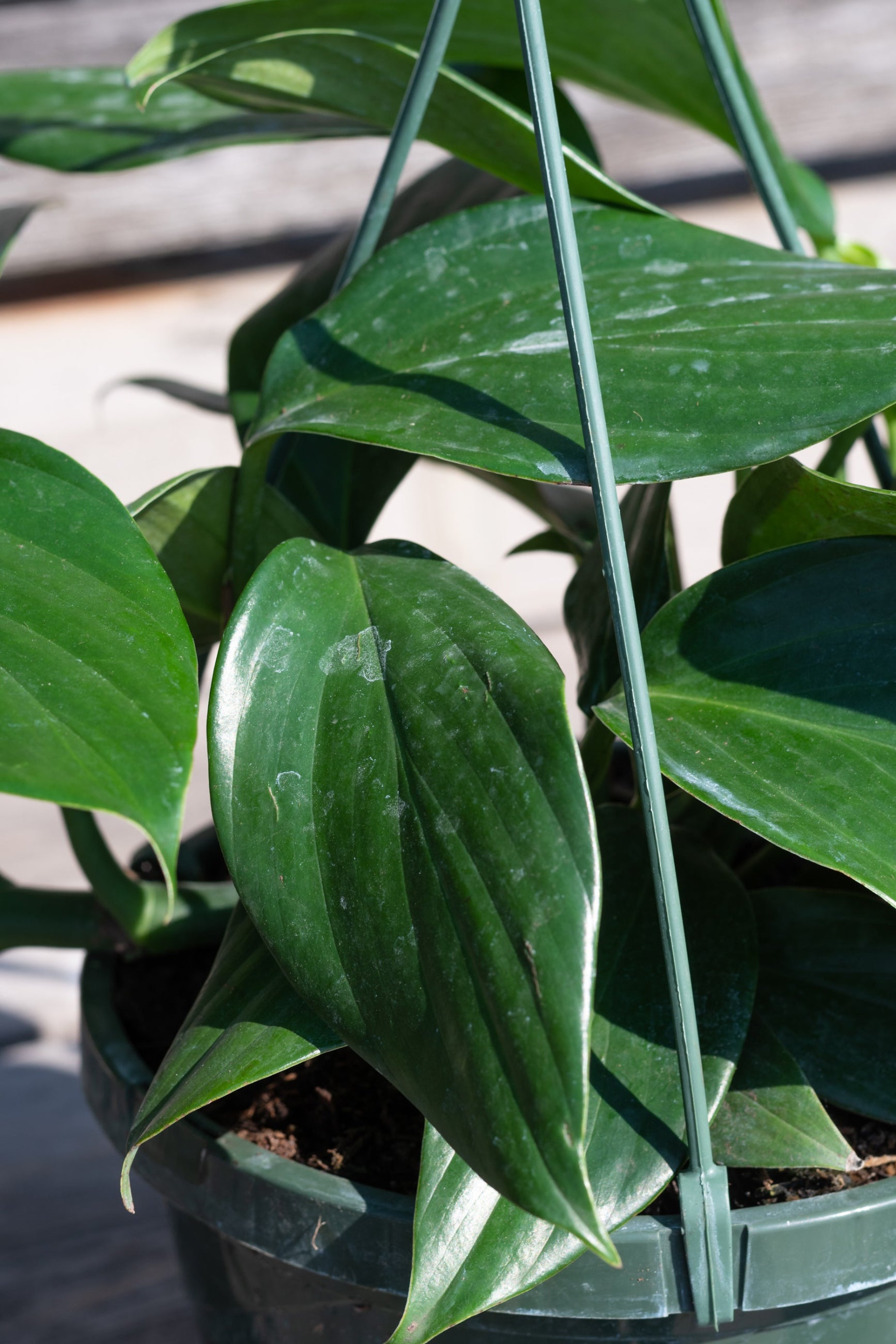 Close up of deep green Rhaphidophora decursiva leaves