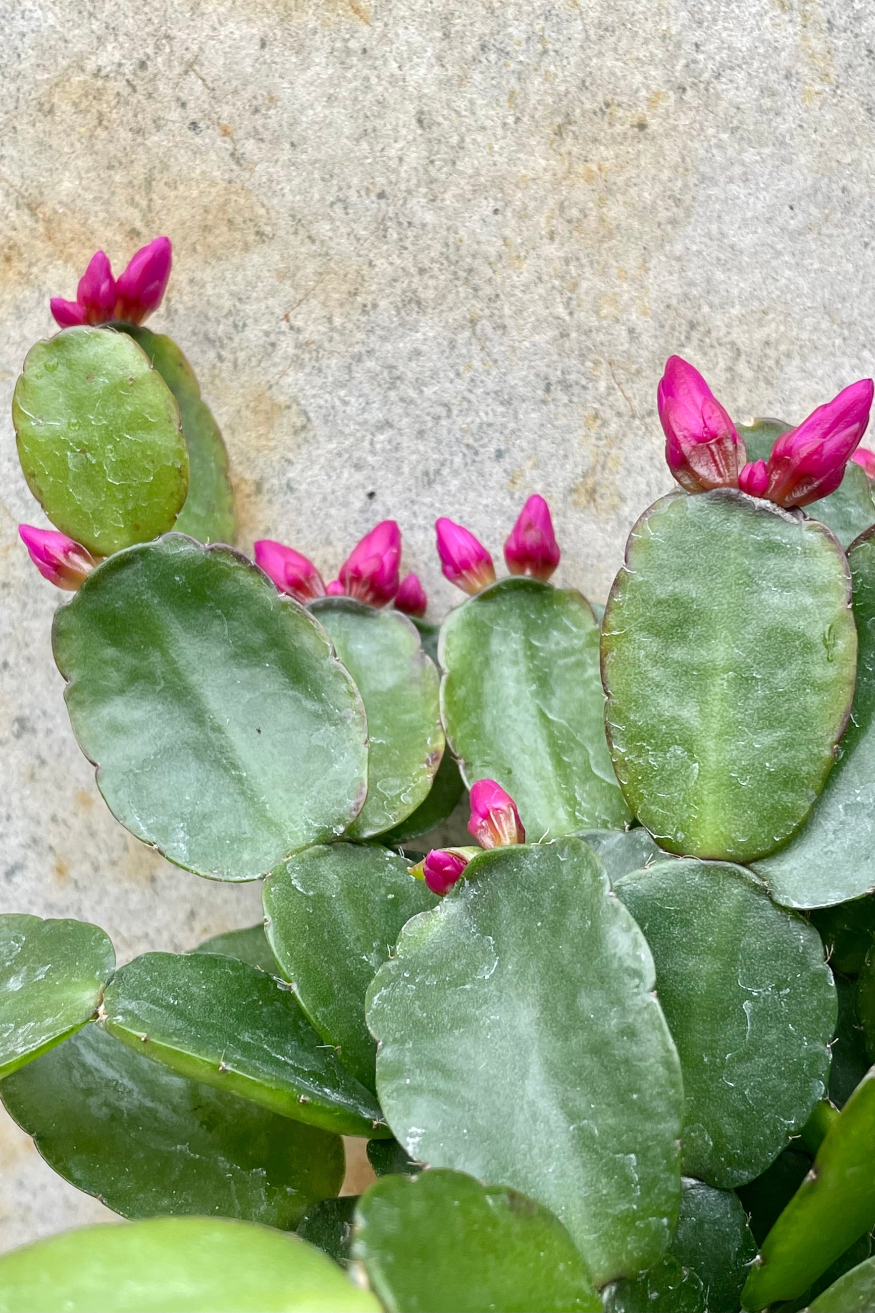 Rhipsalidopsis "Spring Cactus" 4" detail of green cactus with magenta prolific bloom against a grey wall ©Sprout Home