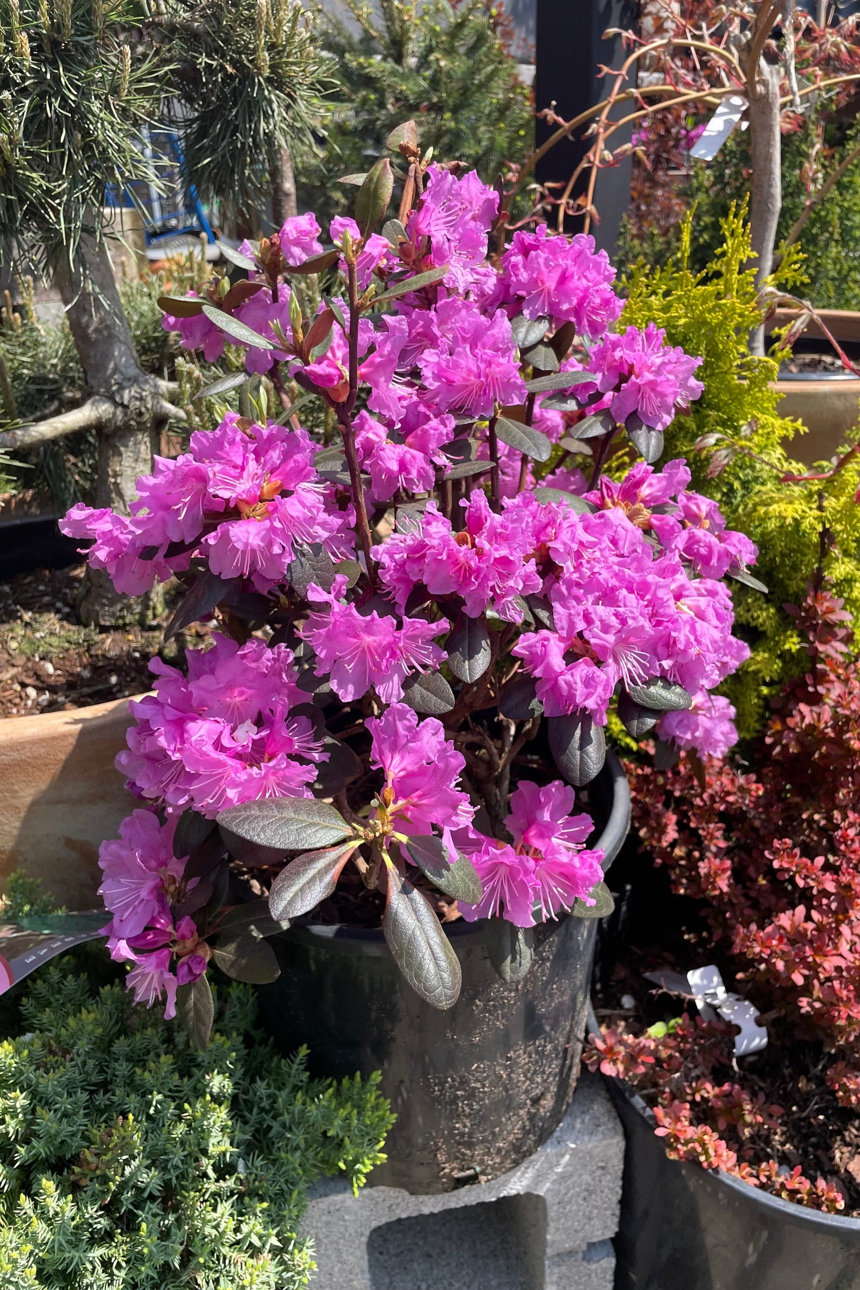 A Rhododendron 'P.J.M' in a #3 growers pot in full bloom during May in the Sprout-home yard.   ©Sprout Home