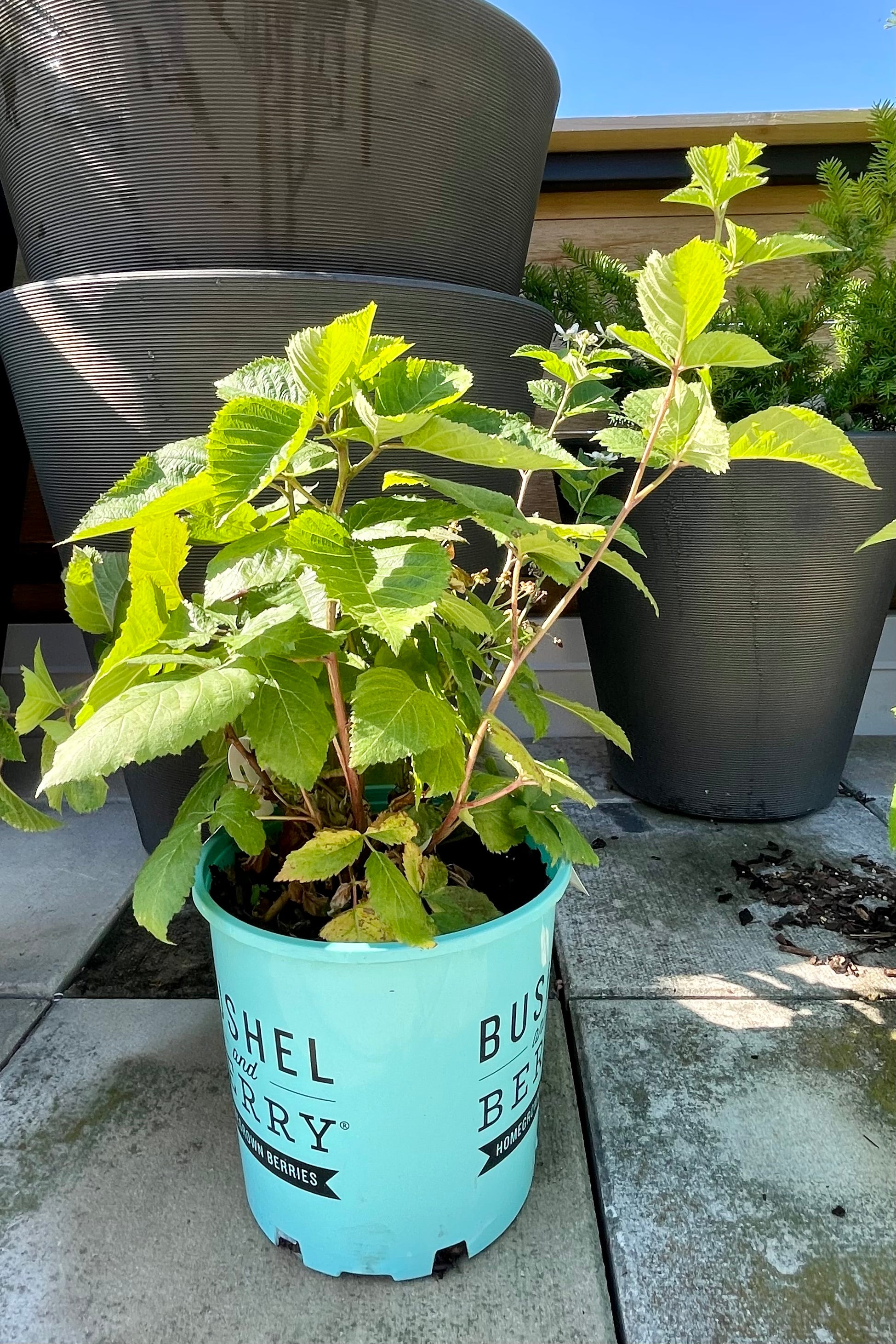 #2 size pot of Rubus 'Baby Cakes' blackberry bush with decorative containers in the background the end of June at Sprout-home. 