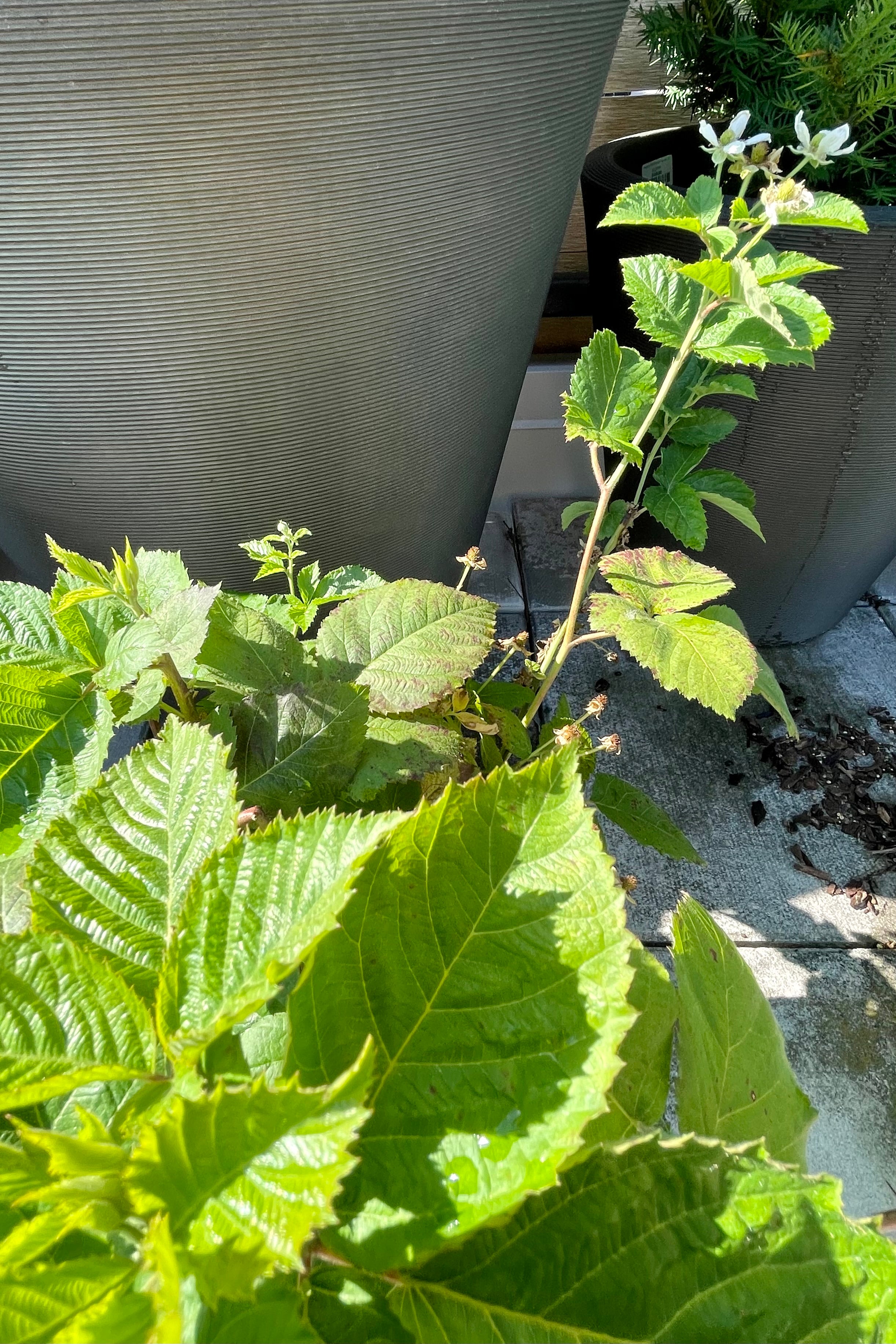 detail picture of Rubus 'Baby Cakes' blackberry bush with a dark bronze container in the background the end of June at Sprout-home.