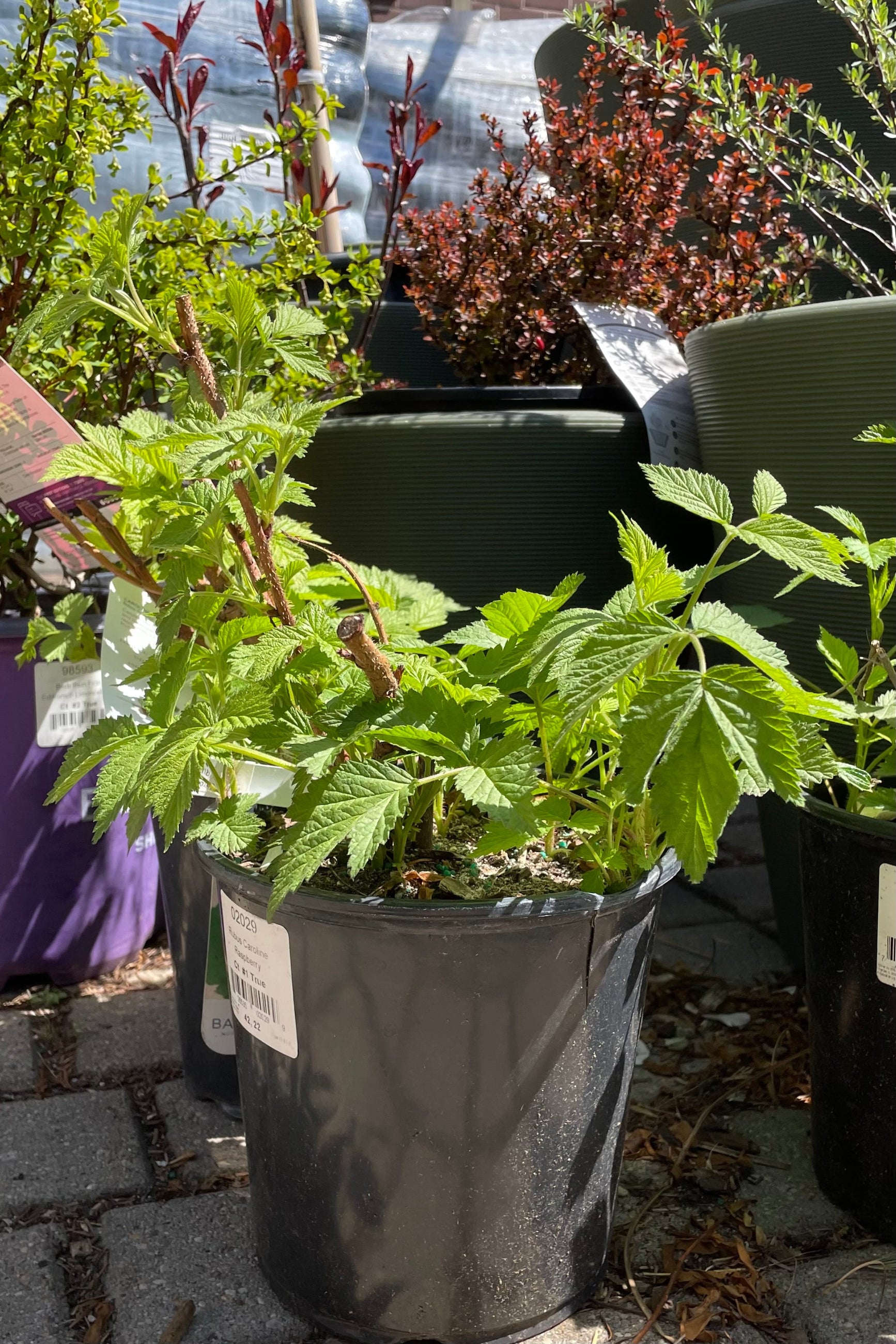 Rubus 'Caroline Raspberry' the middle of April before fruiting in a #1 pot. ©Sprout Home