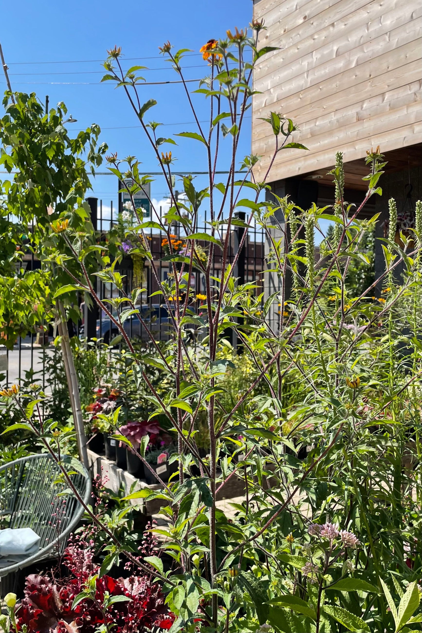 Rudbeckia 'Prairie Glow' in bloom surrounded by other perennials at Sprout-home in mid July. ©Sprout Home