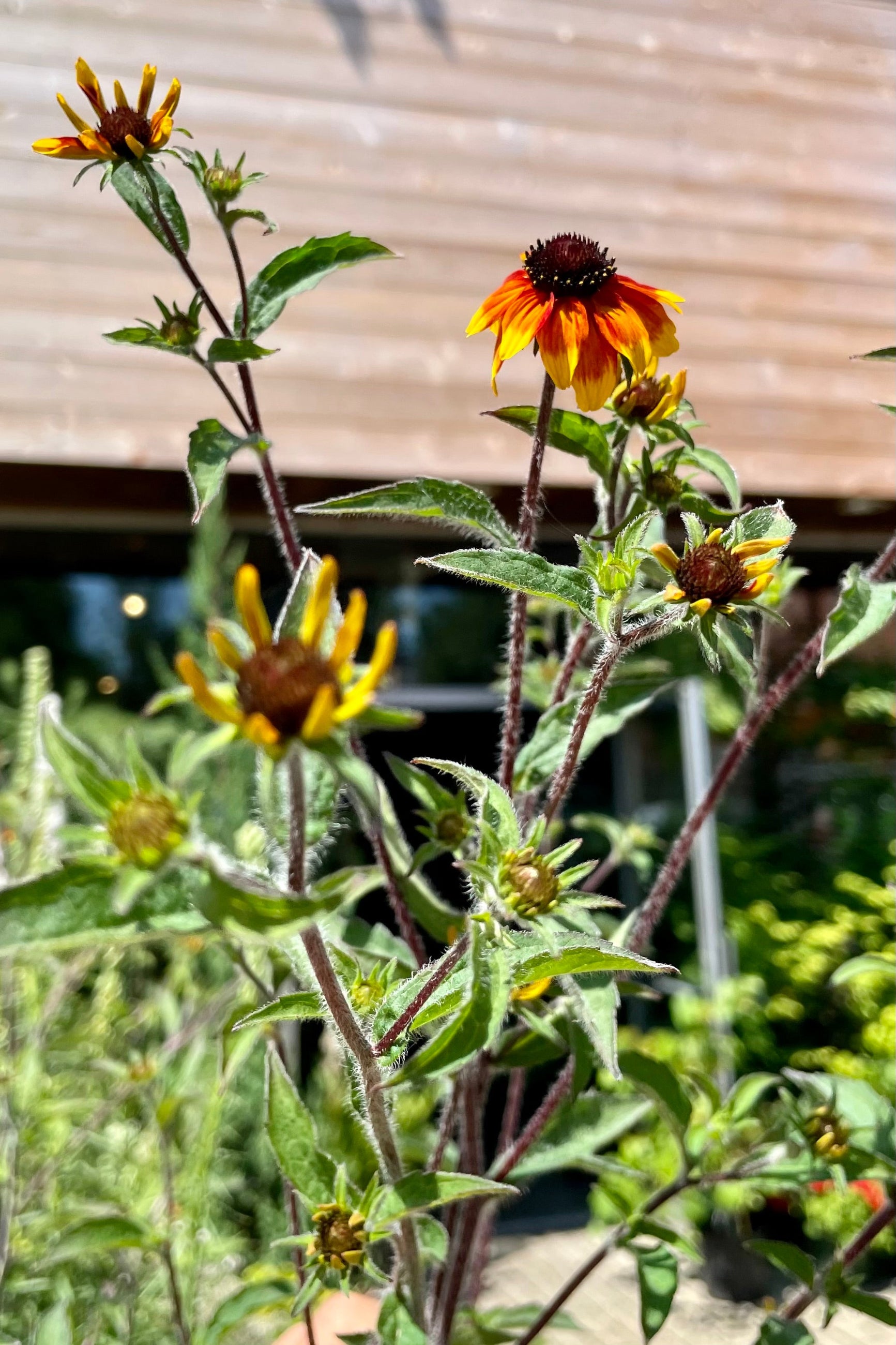 The yellow and red flowers of the 'Prairie Glow' Rudbeckia in mid July at Sprout-home. ©Sprout Home