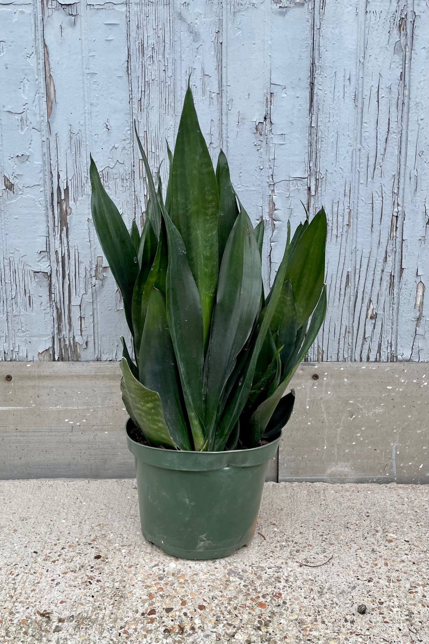 Sansevieria 'Black Dragon' in a 8" growers pot in front of a painted grey wall at Sprout-home. 