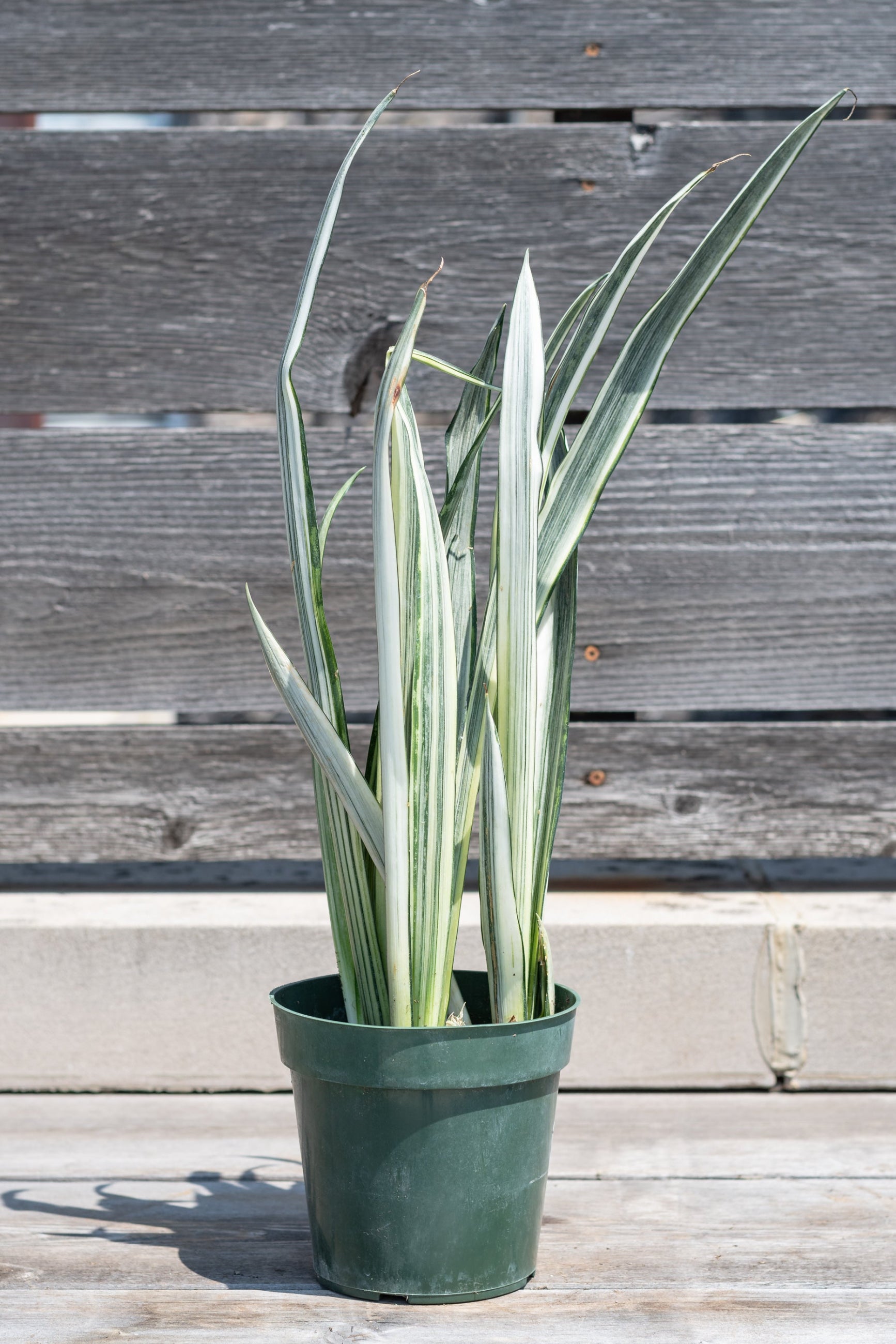 Sansevieria 'Bantel's Sensation' in grow pot in front of grey wood background