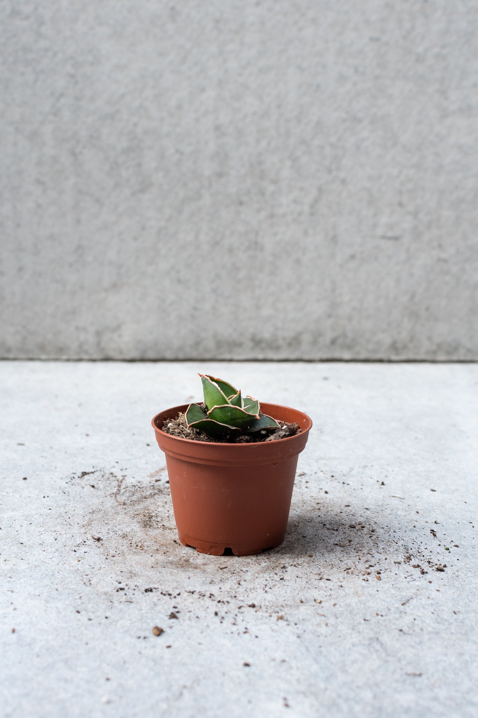 Samurai Dwarf plant in a 3 inch pot against a grey wall. 