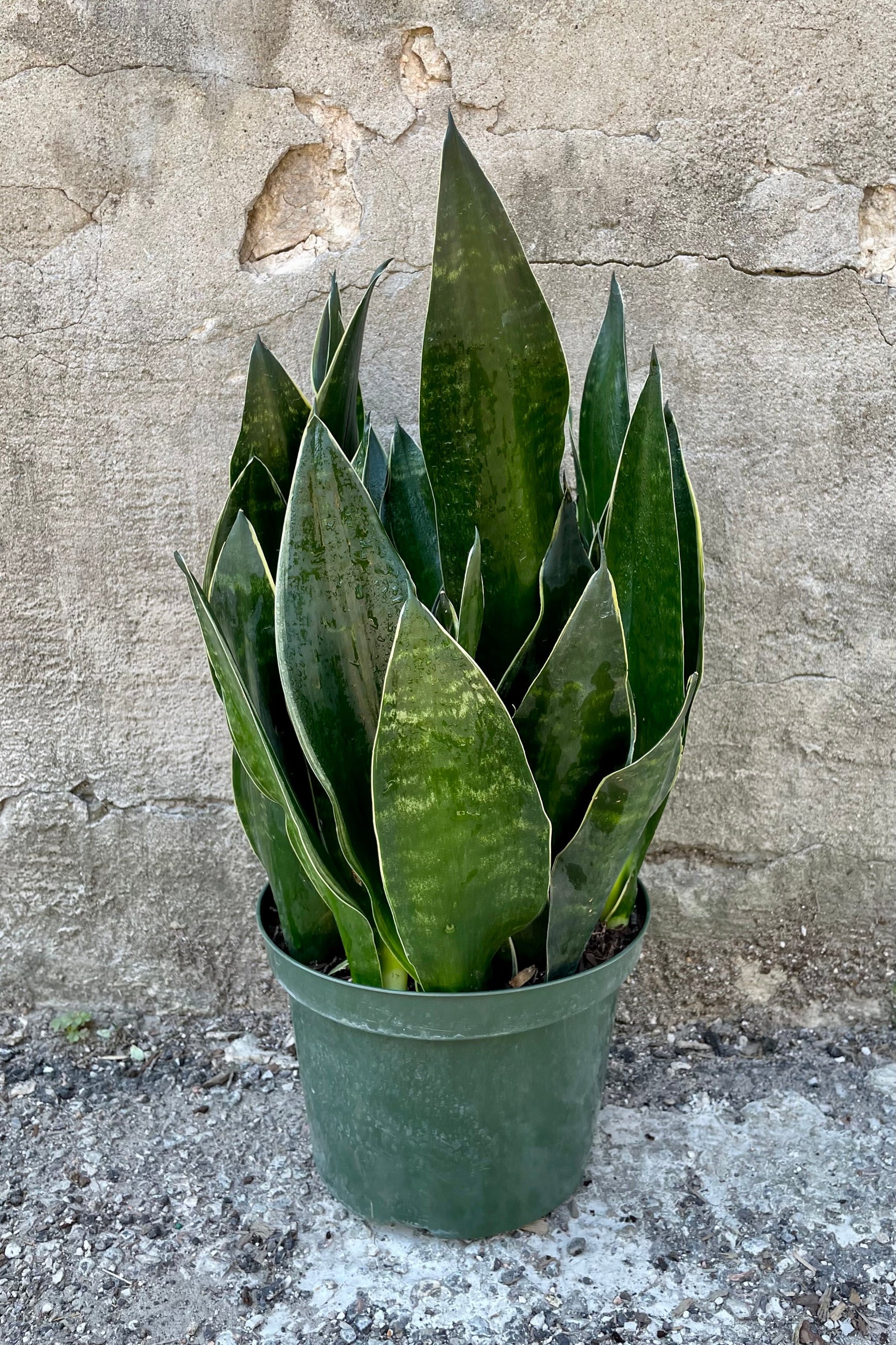 Sansevieria 'Fabi' in an 8" growers pot against a concrete wall showing its tough dark green tongue like leaves at Sprout-home.