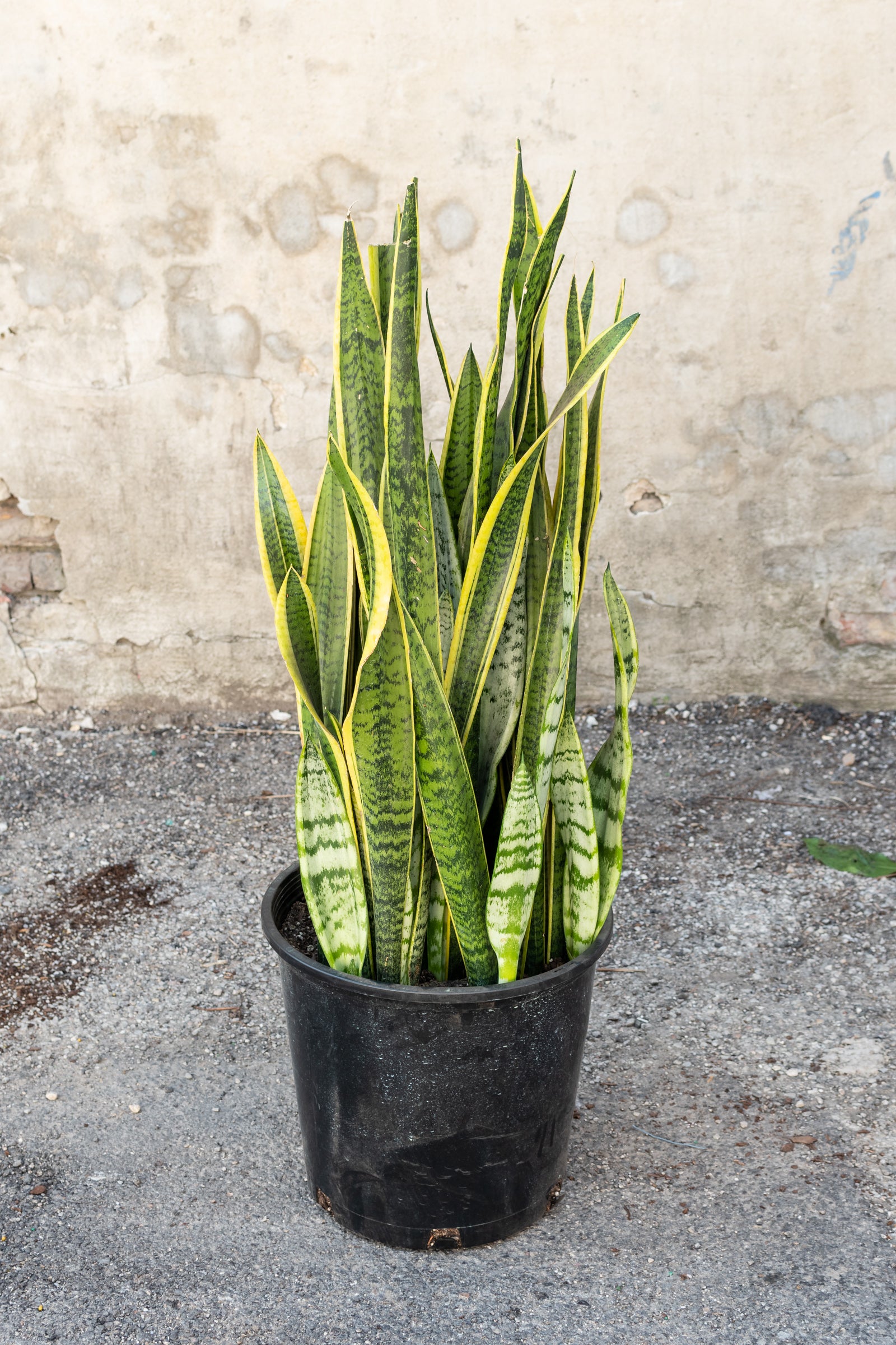 Sansevieria 'Laurentii' shown in a 14" nursery pot.