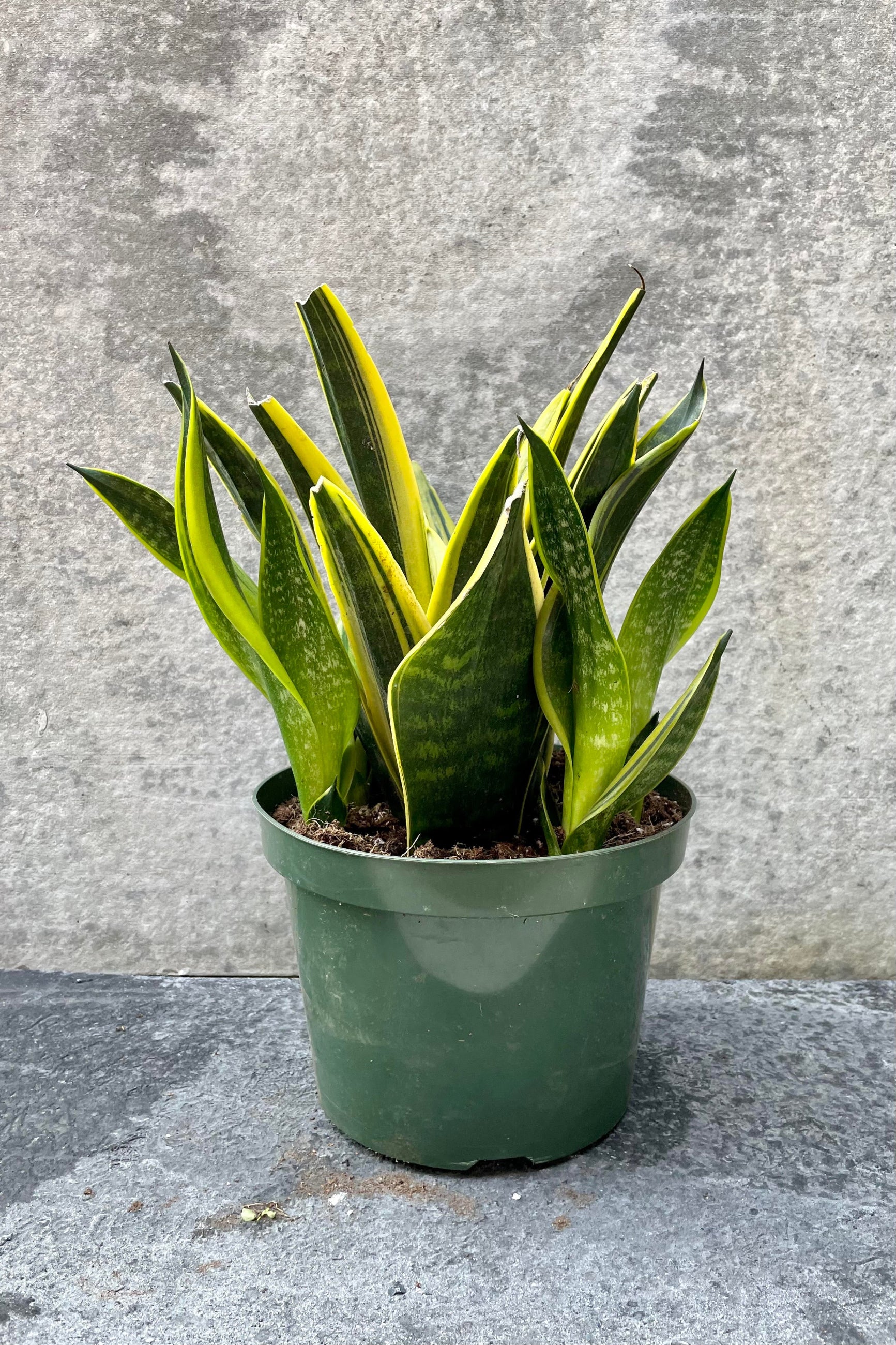 The Sanseviera 'La Rubia' sits pretty in its 8 inch pot against a grey backdrop.