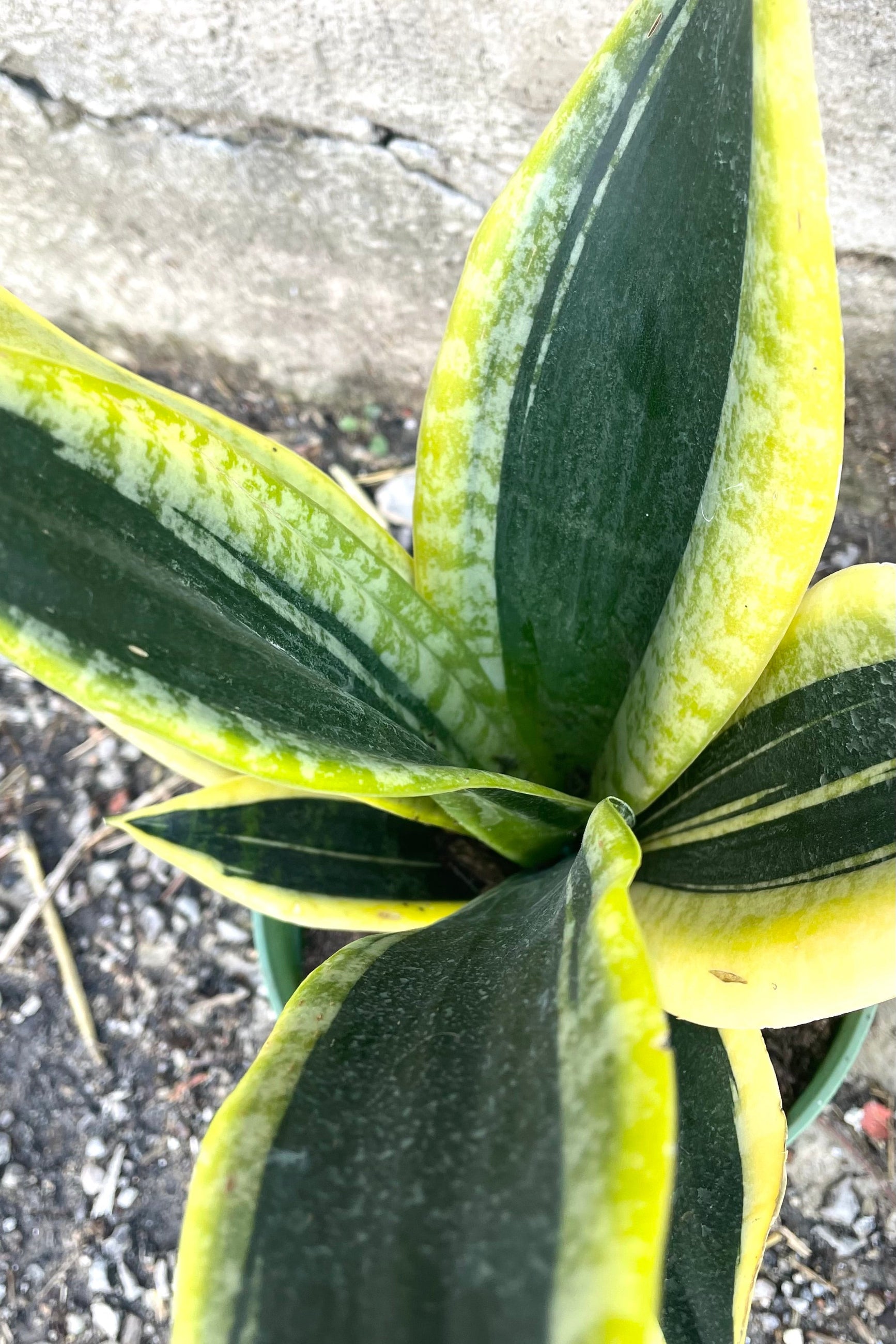 An overhead detailed view of Sansevieria 'Robusta' BG 6 against concrete backdrop