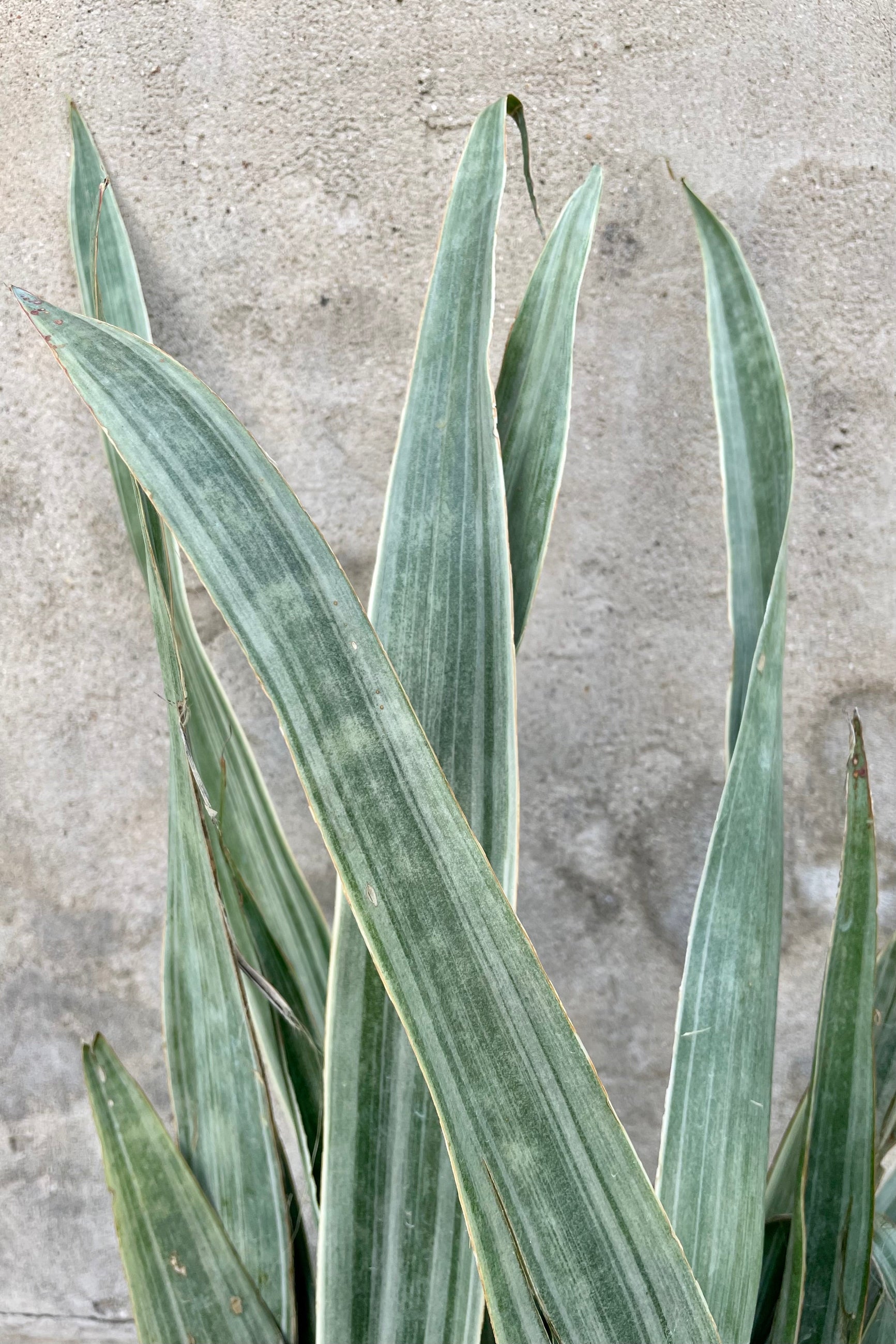 Sansevieria 'Sayuri' 14" detail of light green variegated skinny leaves against q grey wall 
