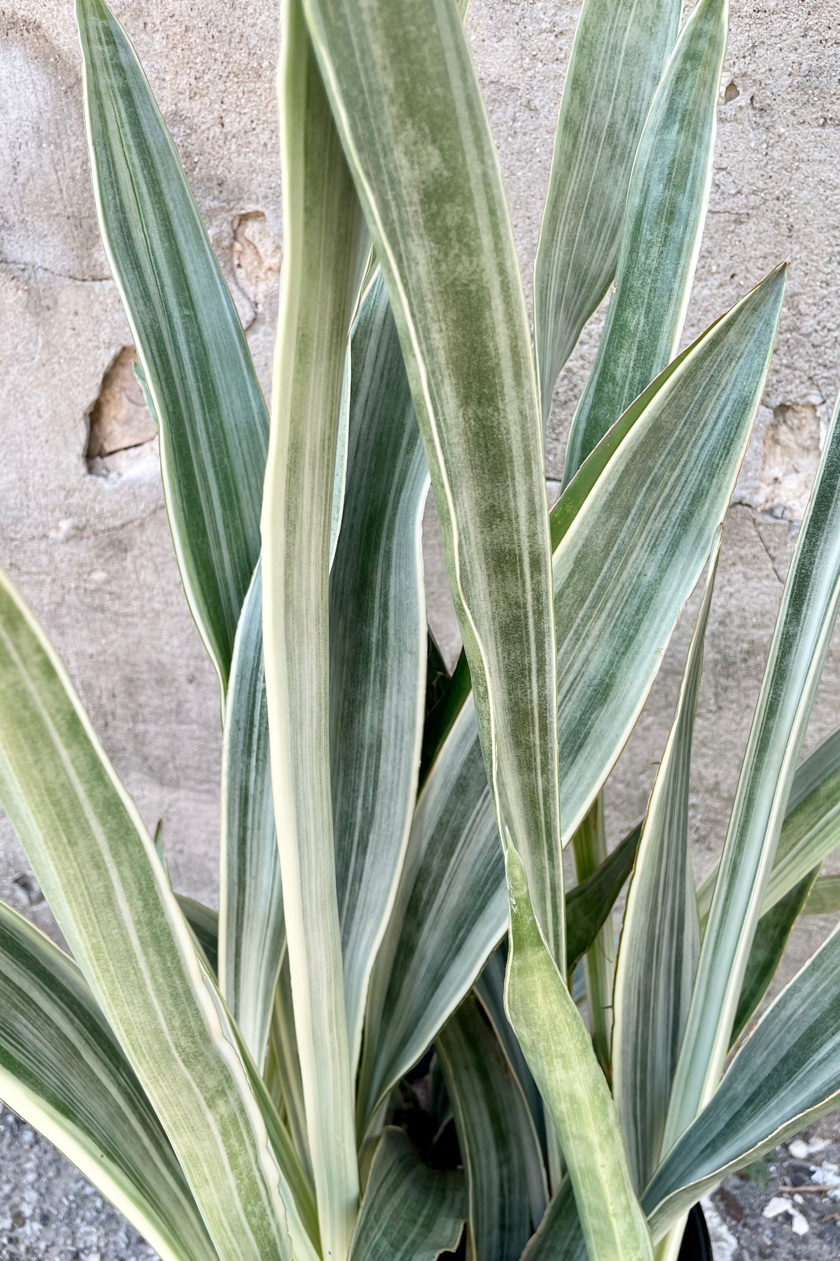 The white and green striated thick leaves of the Sansevieria 'Sayuri' 