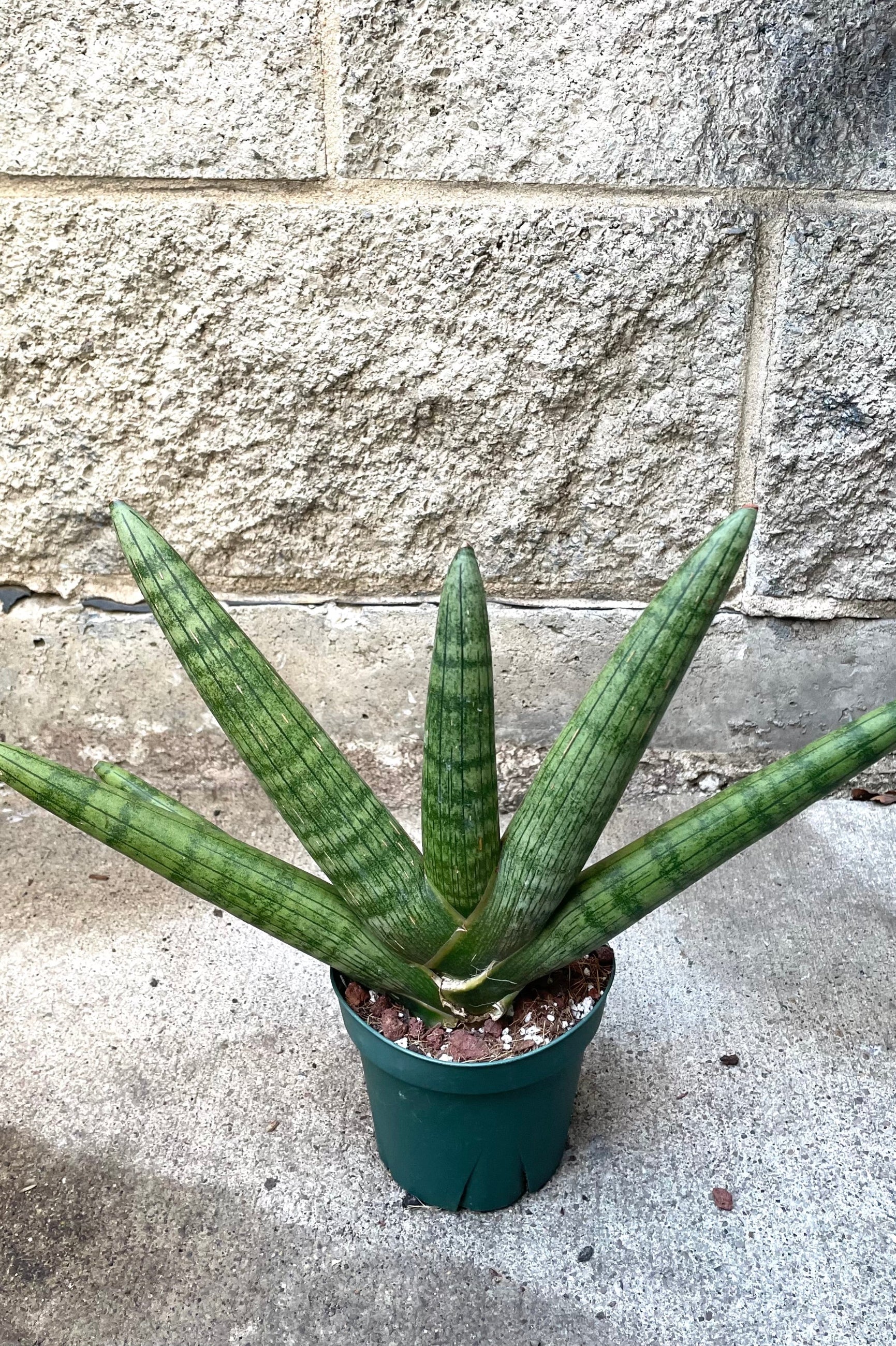 A full view of Sansevieria hyb. 'Starfish' 4" in grow pot against concrete backdrop