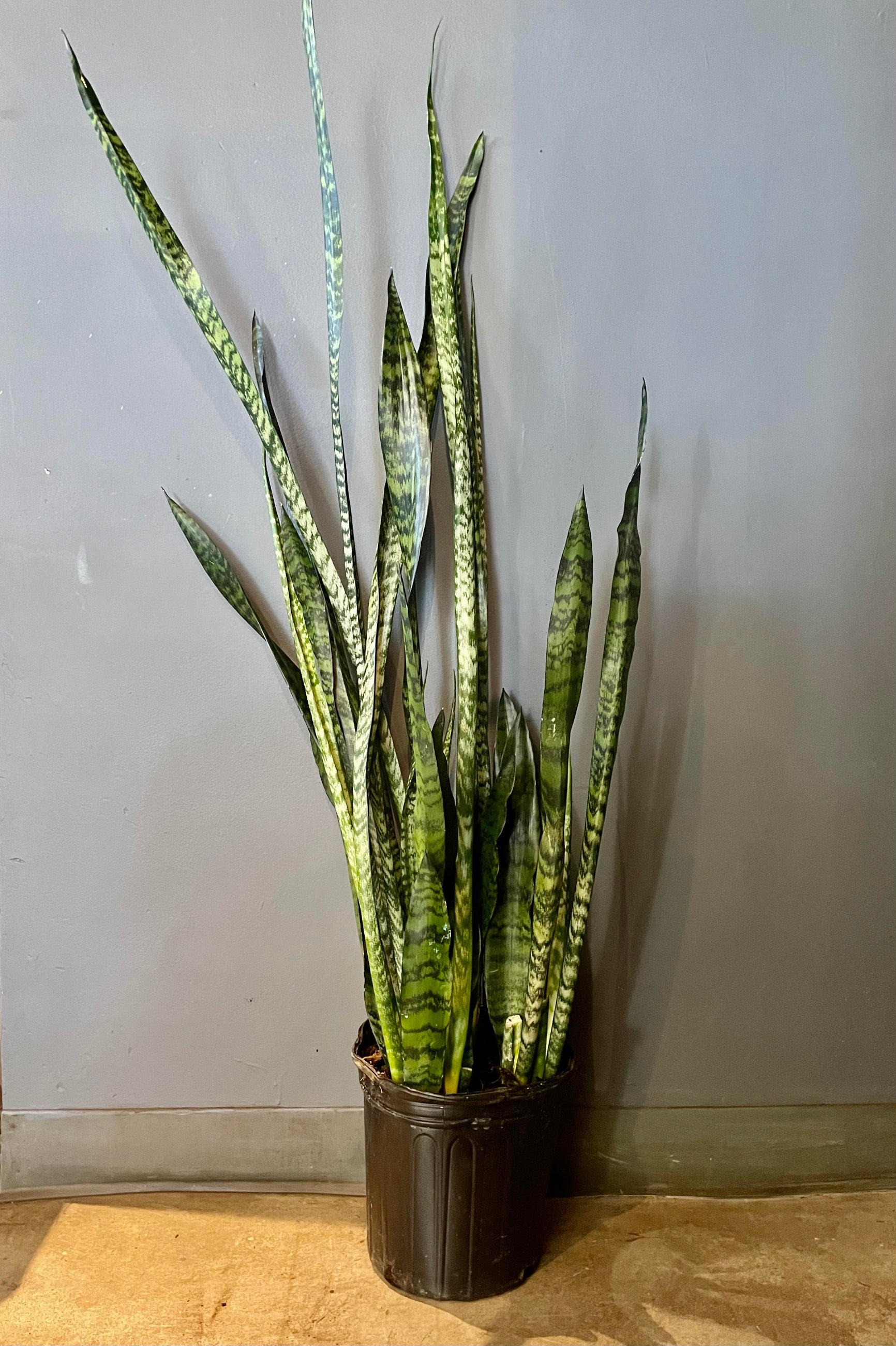 The Sansevieria 'Wintergreen' 8" sits against a grey backdrop.