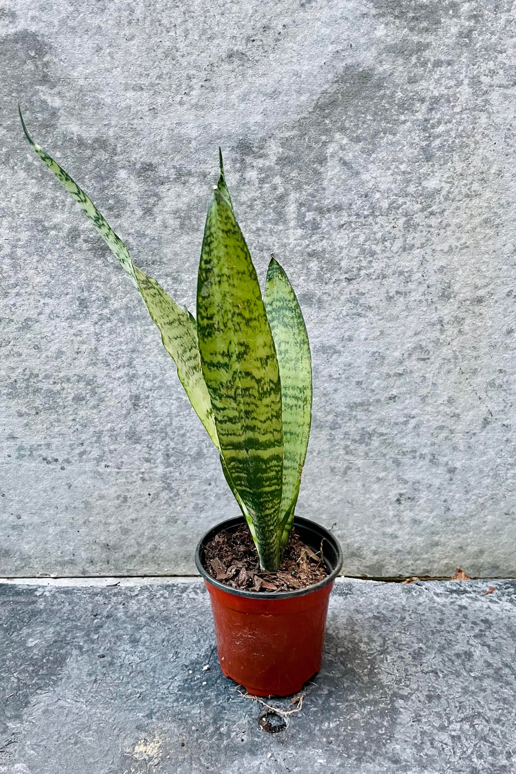 The Sansevieria zeylanica sits against a grey backdrop in a four inch growers pot. ©Sprout Home