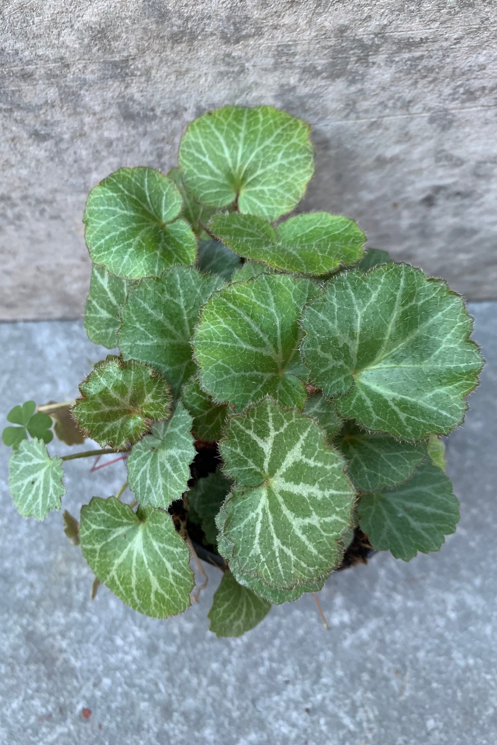 Detail shot of the Strawberry Begonia leaves against a grey background. 