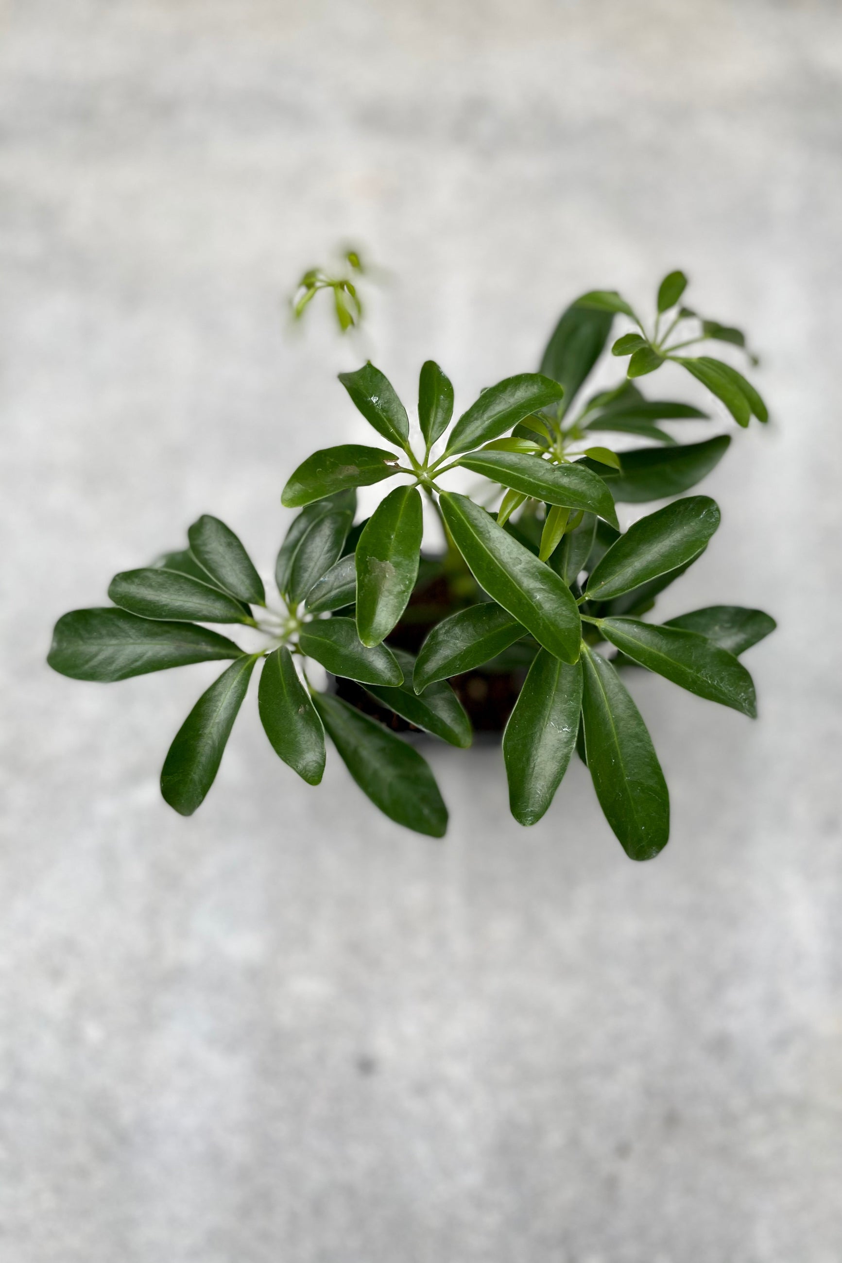 Schefflera arboricola 3" growers pot pictured from above.