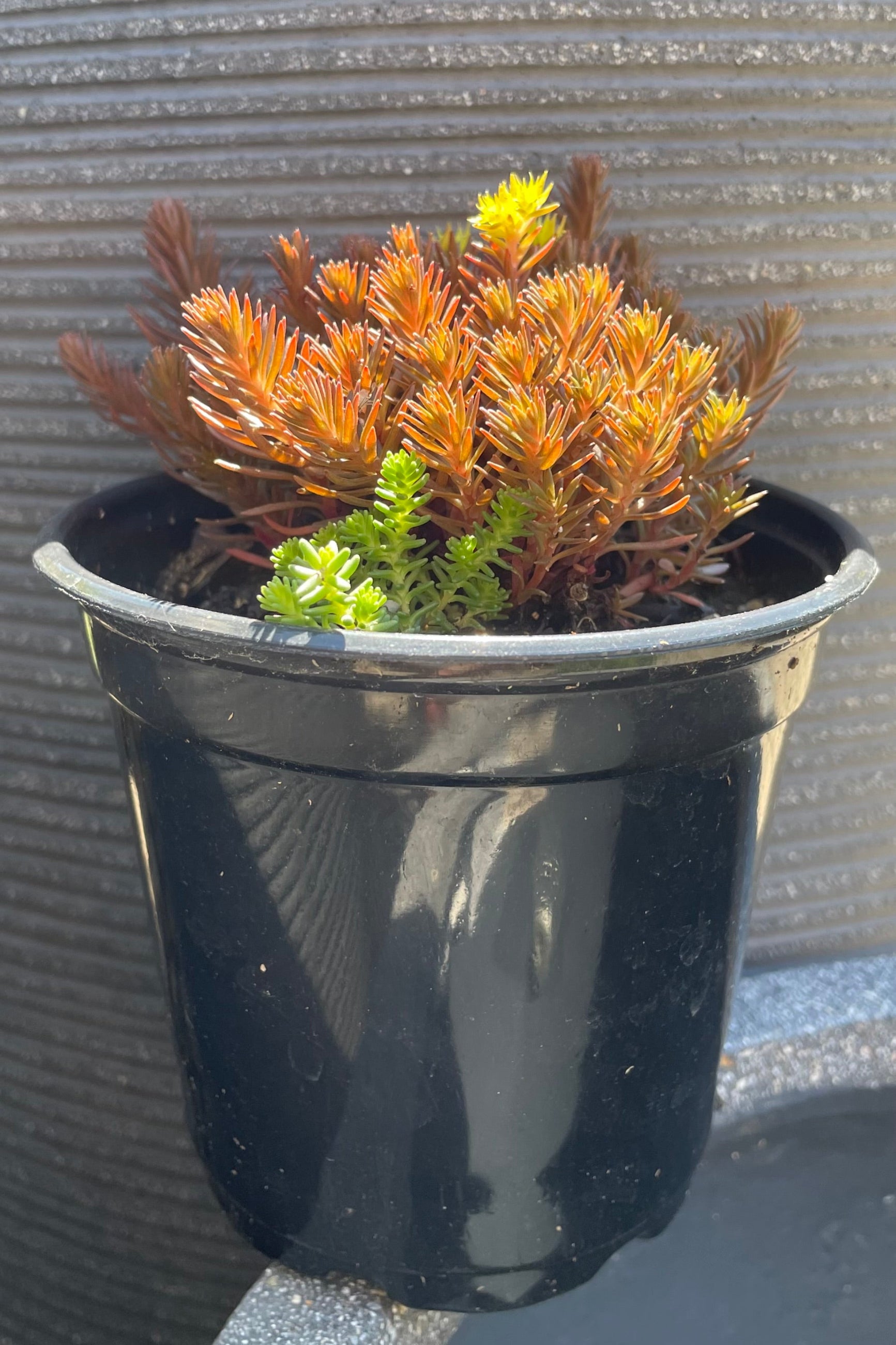 quart pot of Sedum 'Chocolate Ball' stonecrop in bloom mid July with a yellow flower and bronze foliage at Sprout-home. ©Sprout Home