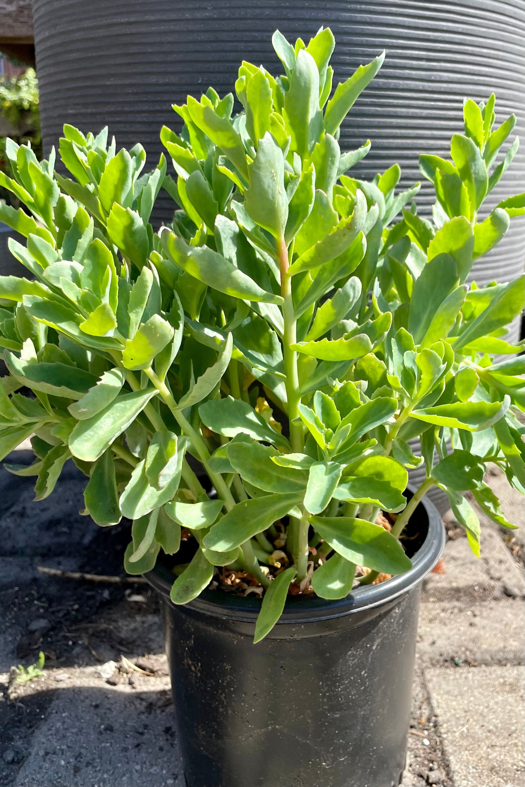 #1 size pot of Sedum 'Munstead Dark Red' showing the succulent thick green leaves prior to bloom the end of June at Sprout-home. ©Sprout Home 
