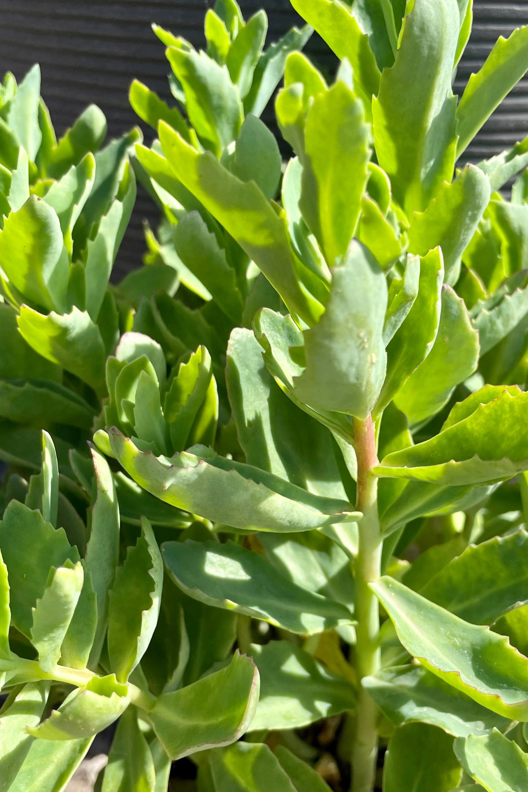 up close picture of the succulent like leaves of the Sedum 'Munstead Dark Red' before bloom in late June at Sprout-home. ©Sprout Home 