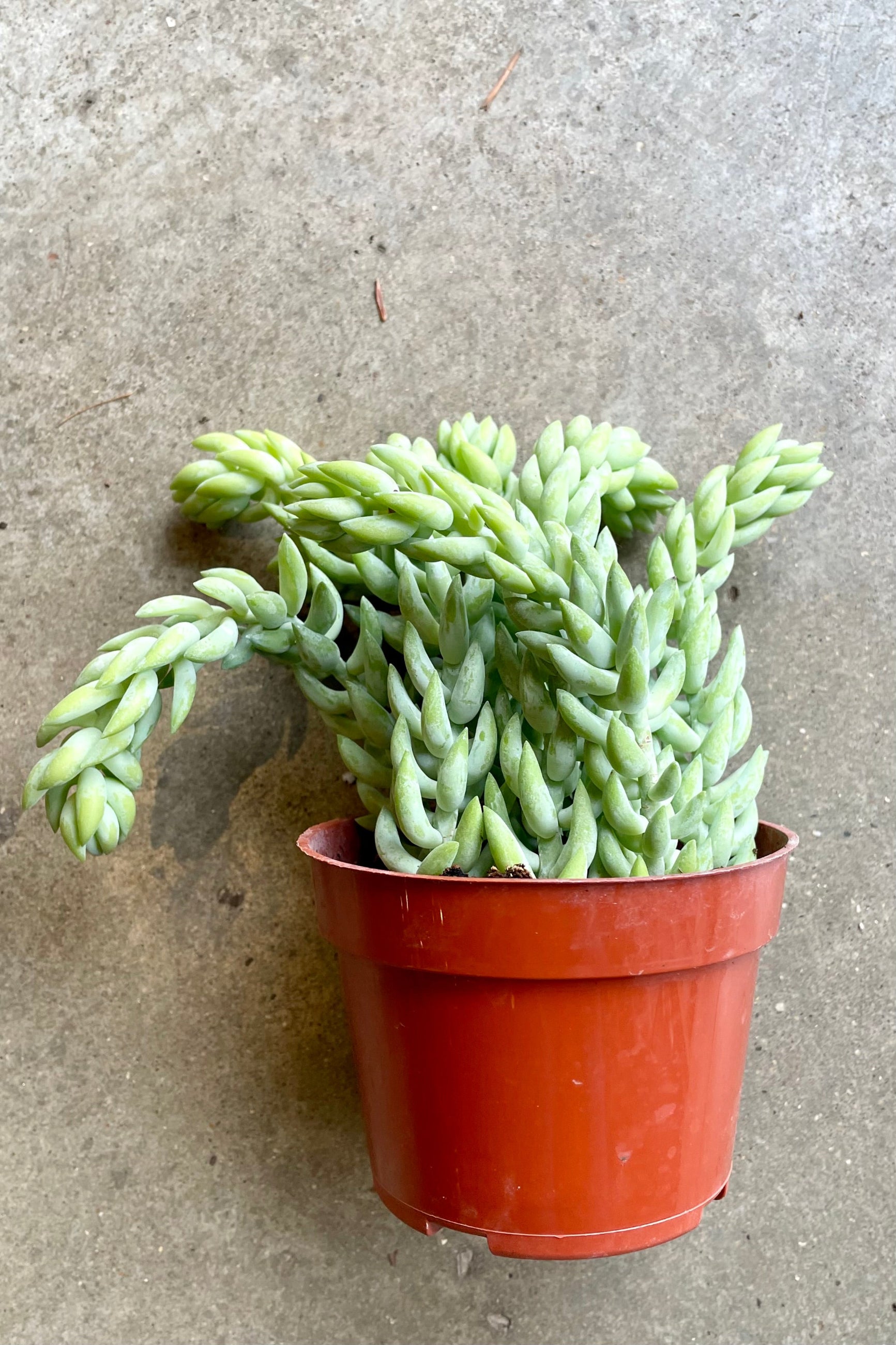 Sedum morganianum "Burros' Tail / Burrito" in a 4" growers pot at Sprout-home. 